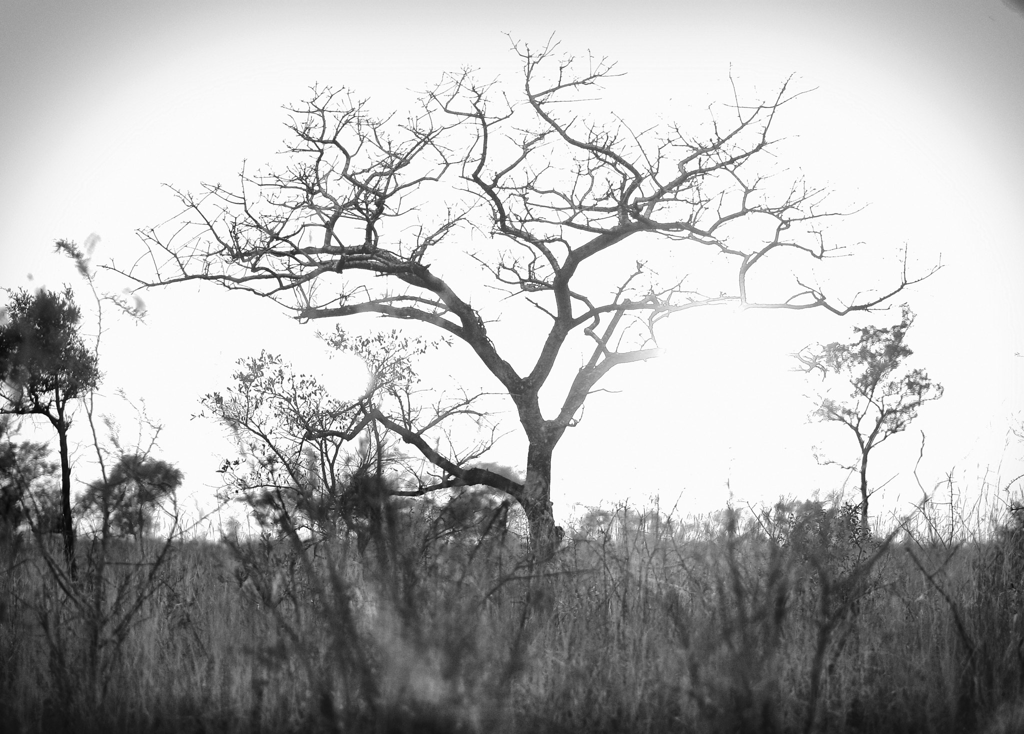Canon EF 70-200mm F2.8L USM sample photo. Africa! photography