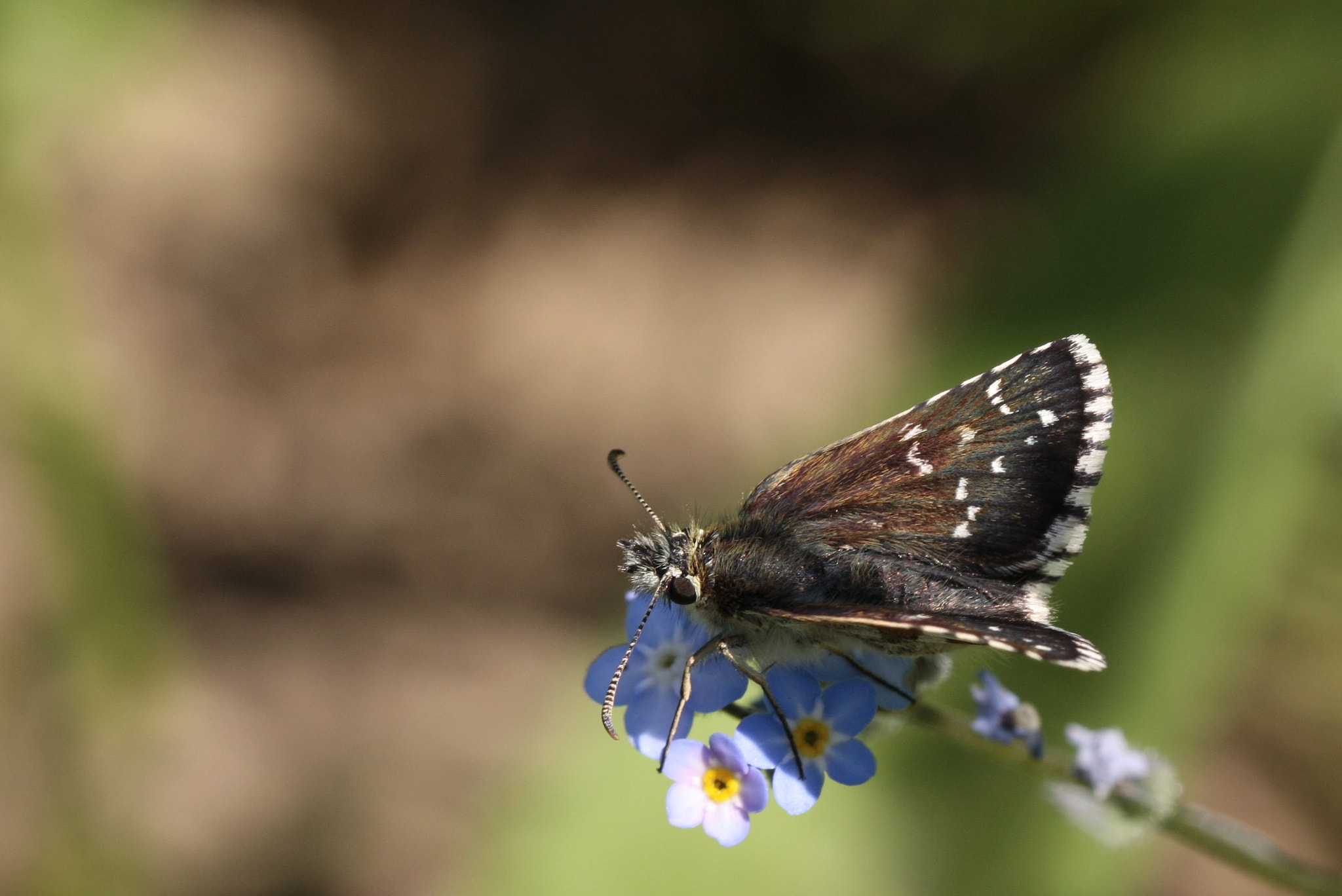 Canon EF 100mm F2.8L Macro IS USM sample photo. Hespérie photography