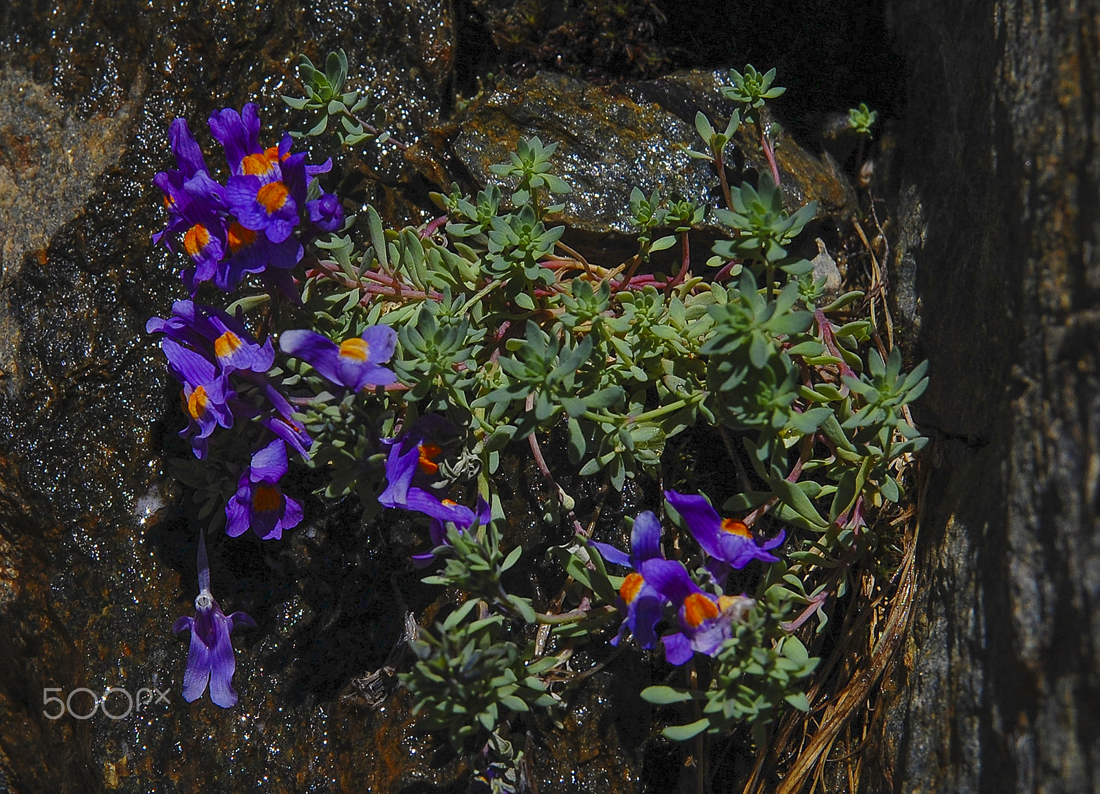 Nikon D40 sample photo. Linaria alpina photography