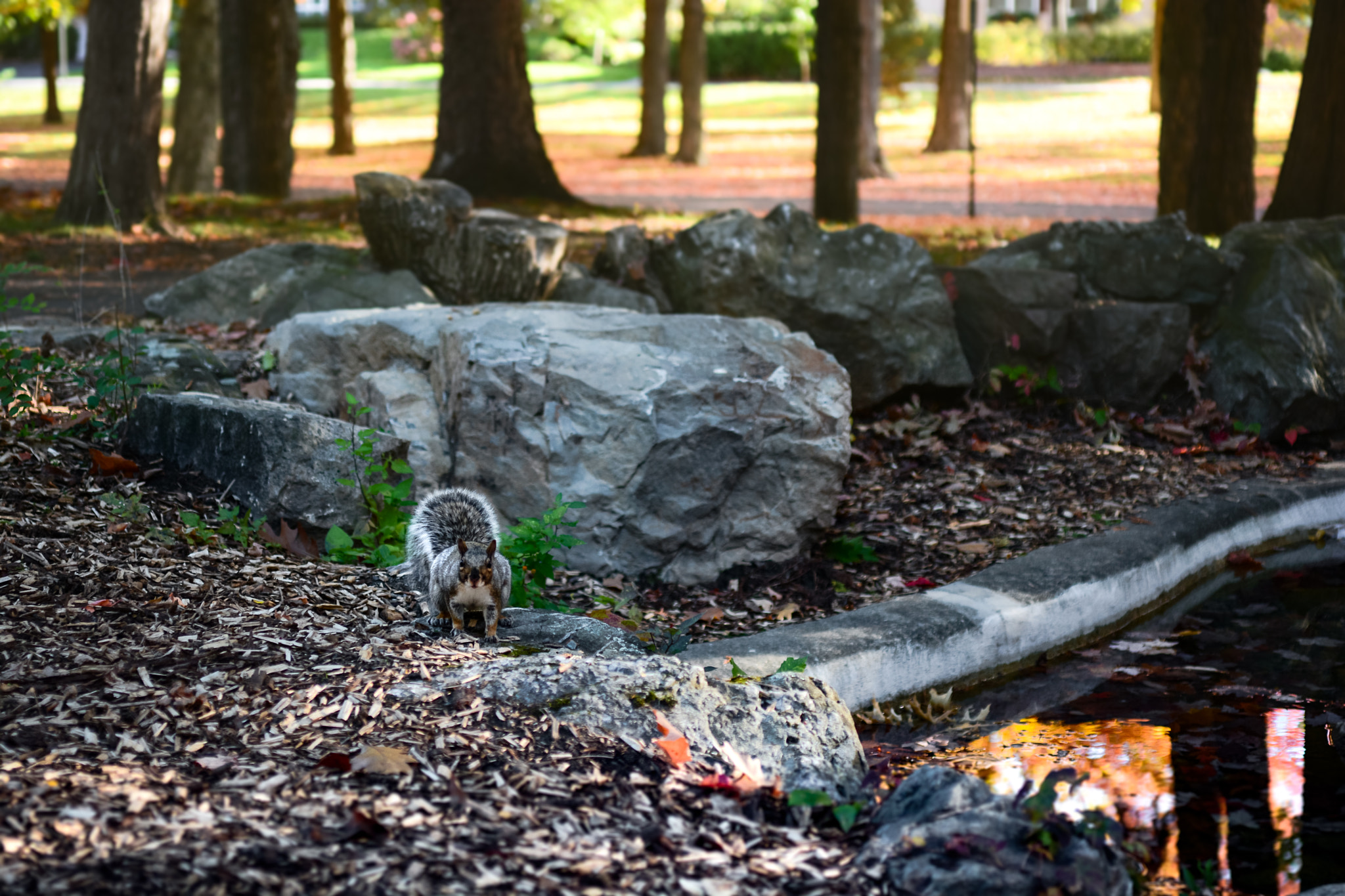 Nikon D7100 + Sigma 50mm F2.8 EX DG Macro sample photo. Victoria park and squirrel fr photography