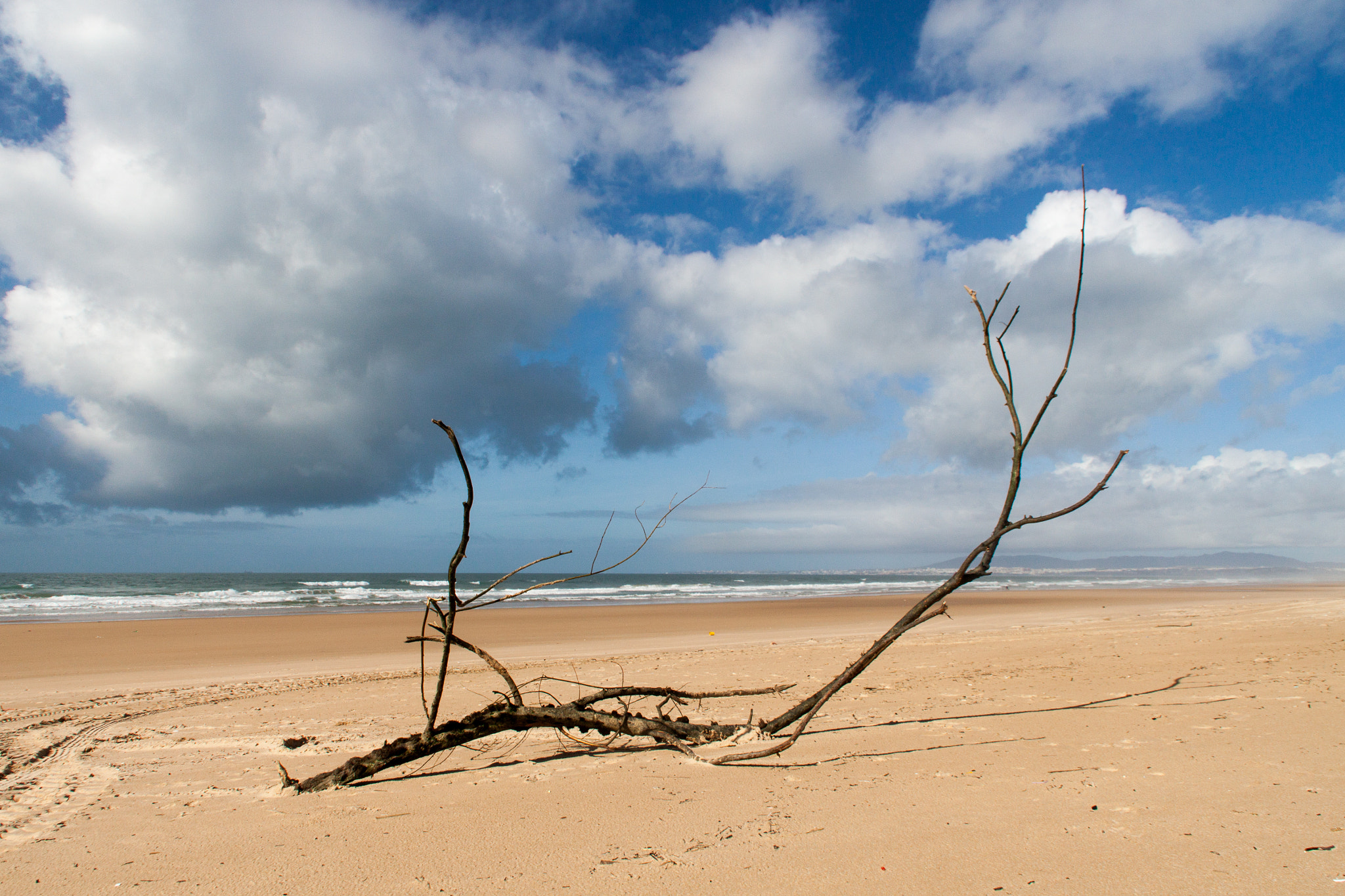 Canon EOS 500D (EOS Rebel T1i / EOS Kiss X3) sample photo. Branches on the beach photography