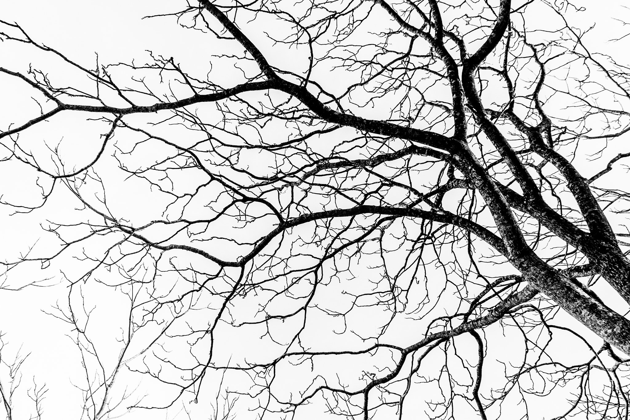 Canon EOS 500D (EOS Rebel T1i / EOS Kiss X3) sample photo. Tree of life photography