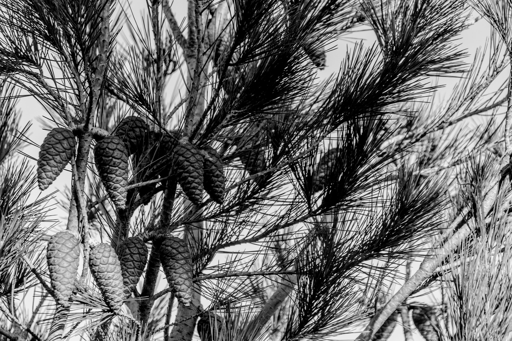 Canon EOS 500D (EOS Rebel T1i / EOS Kiss X3) sample photo. Pine tree photography