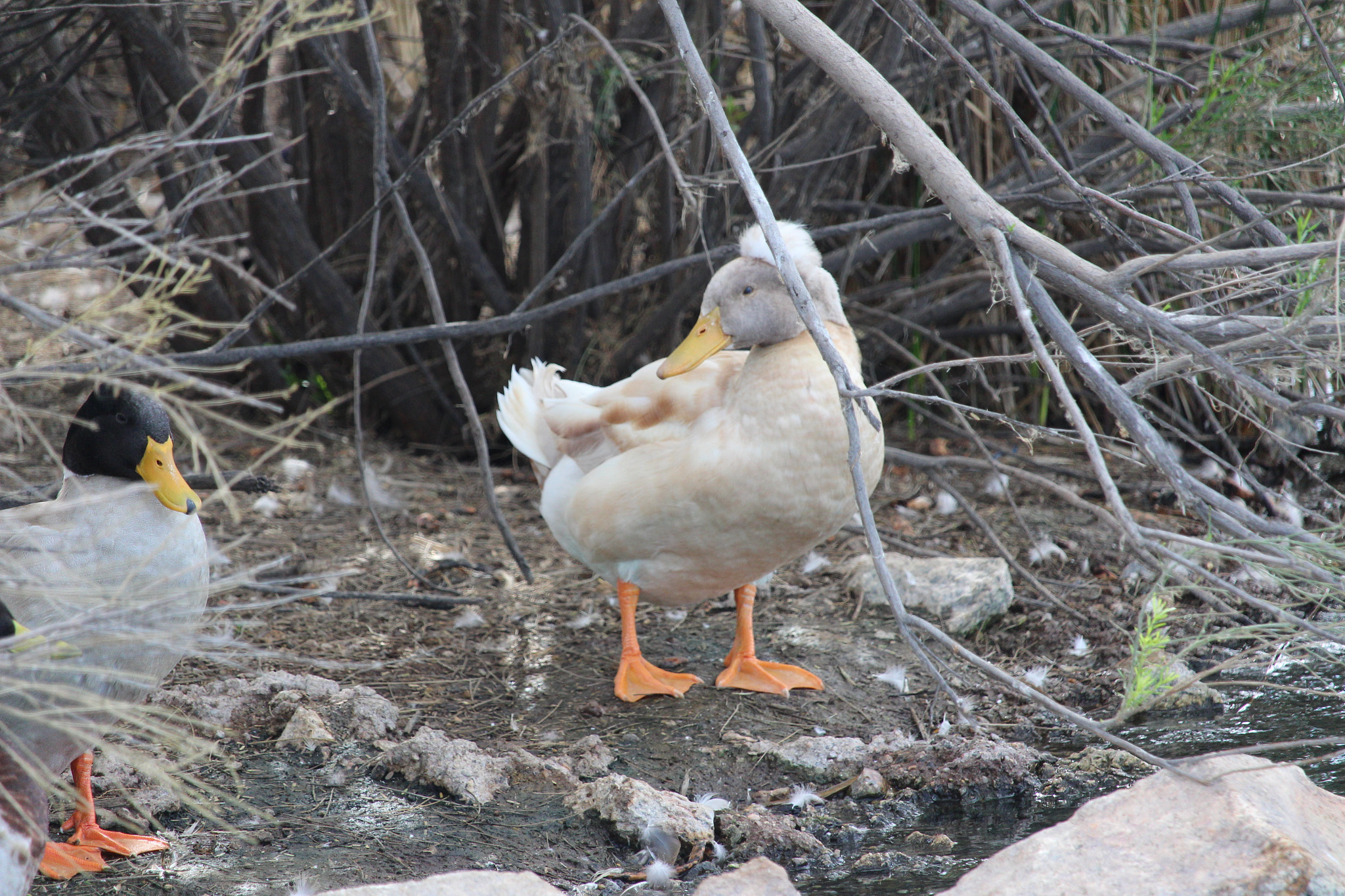 Canon EF-S 55-250mm F4-5.6 IS STM sample photo. Crested duck photography