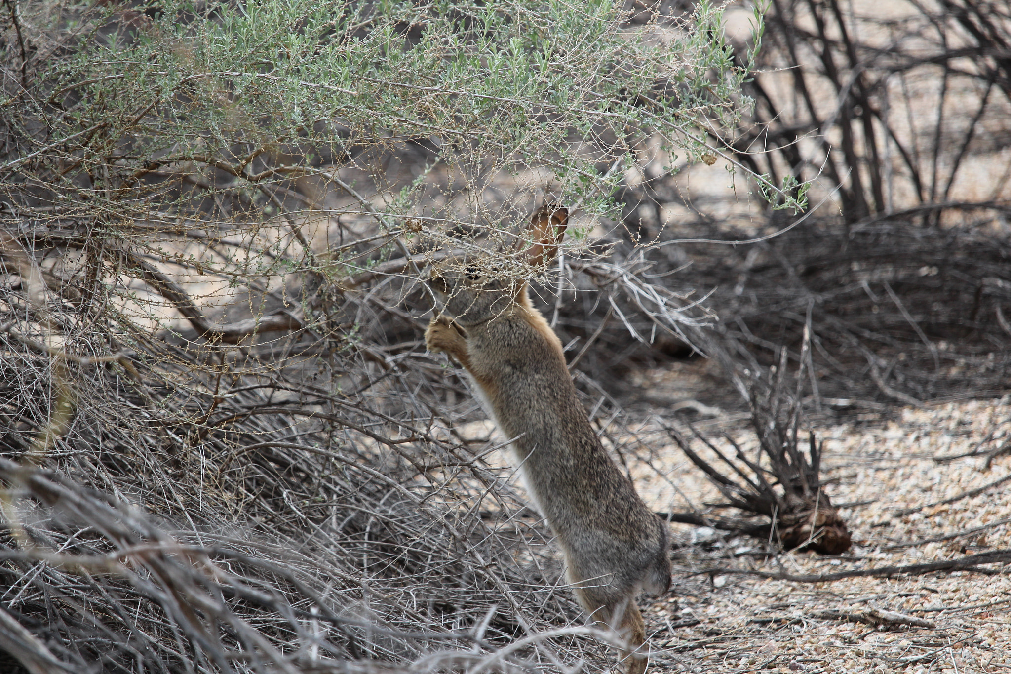 Canon EF-S 55-250mm F4-5.6 IS STM sample photo. Rabbit photography