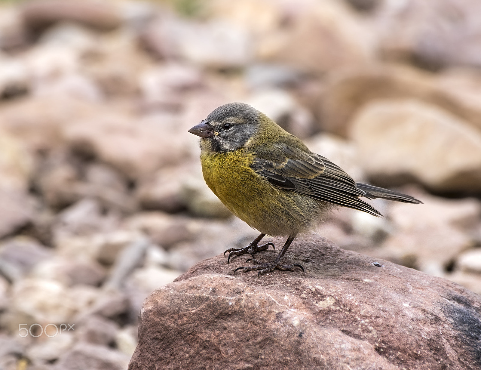 Pentax K-3 II sample photo. Comesebo andino (phrygilus gayi) photography