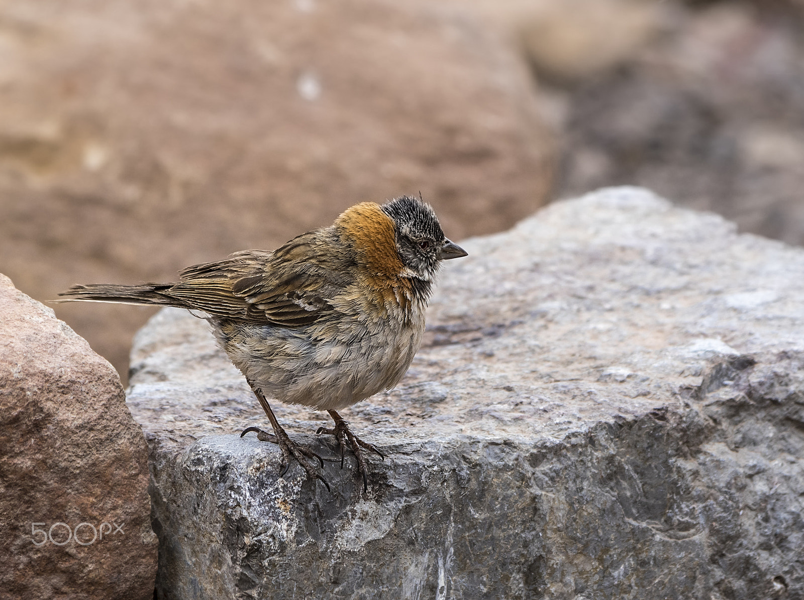 Pentax K-3 II sample photo. Chingolo (zonotrichia capensis) photography