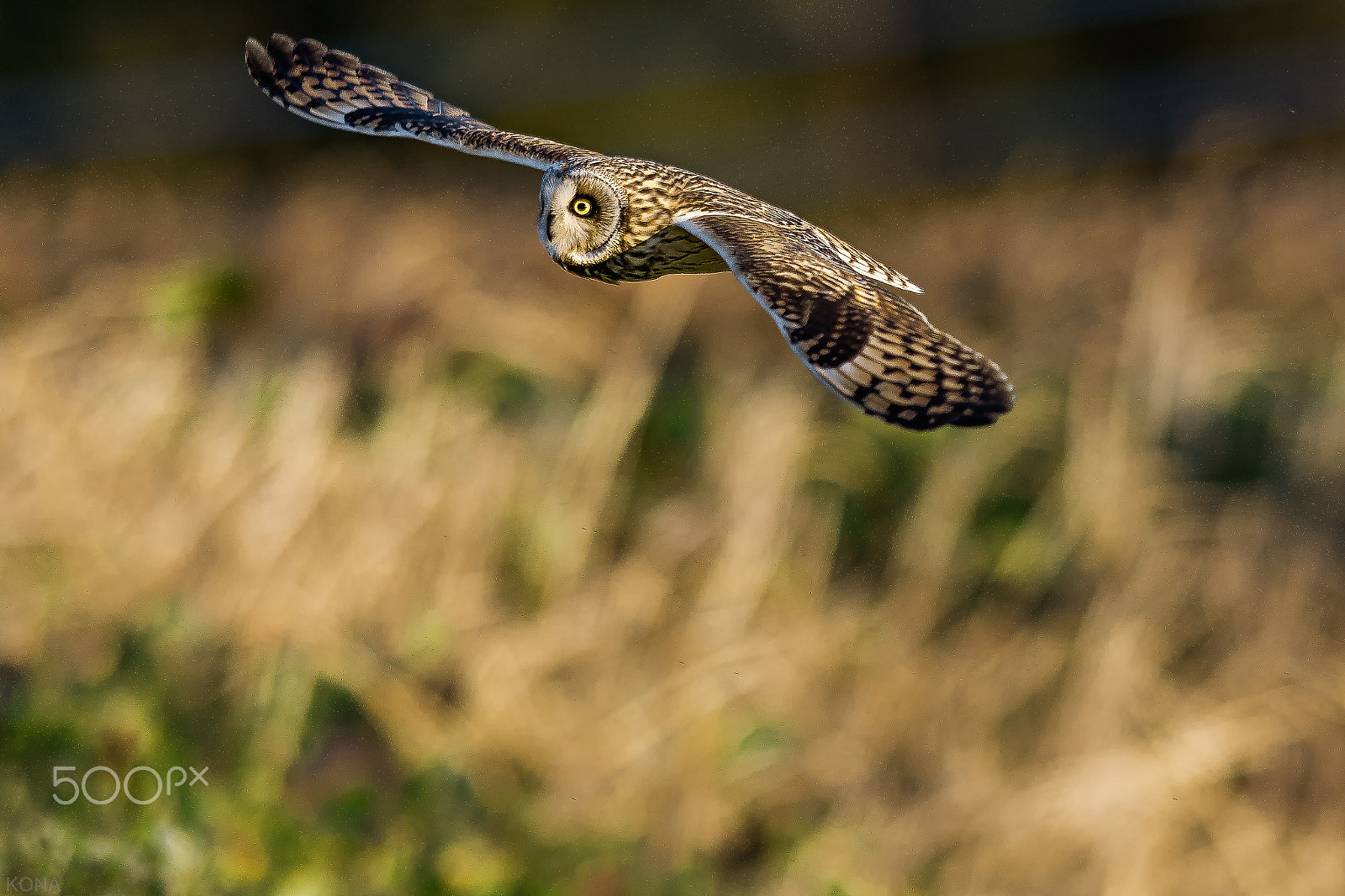 Nikon D500 + Nikon AF-S Nikkor 400mm F2.8G ED VR II sample photo. Komimi photography