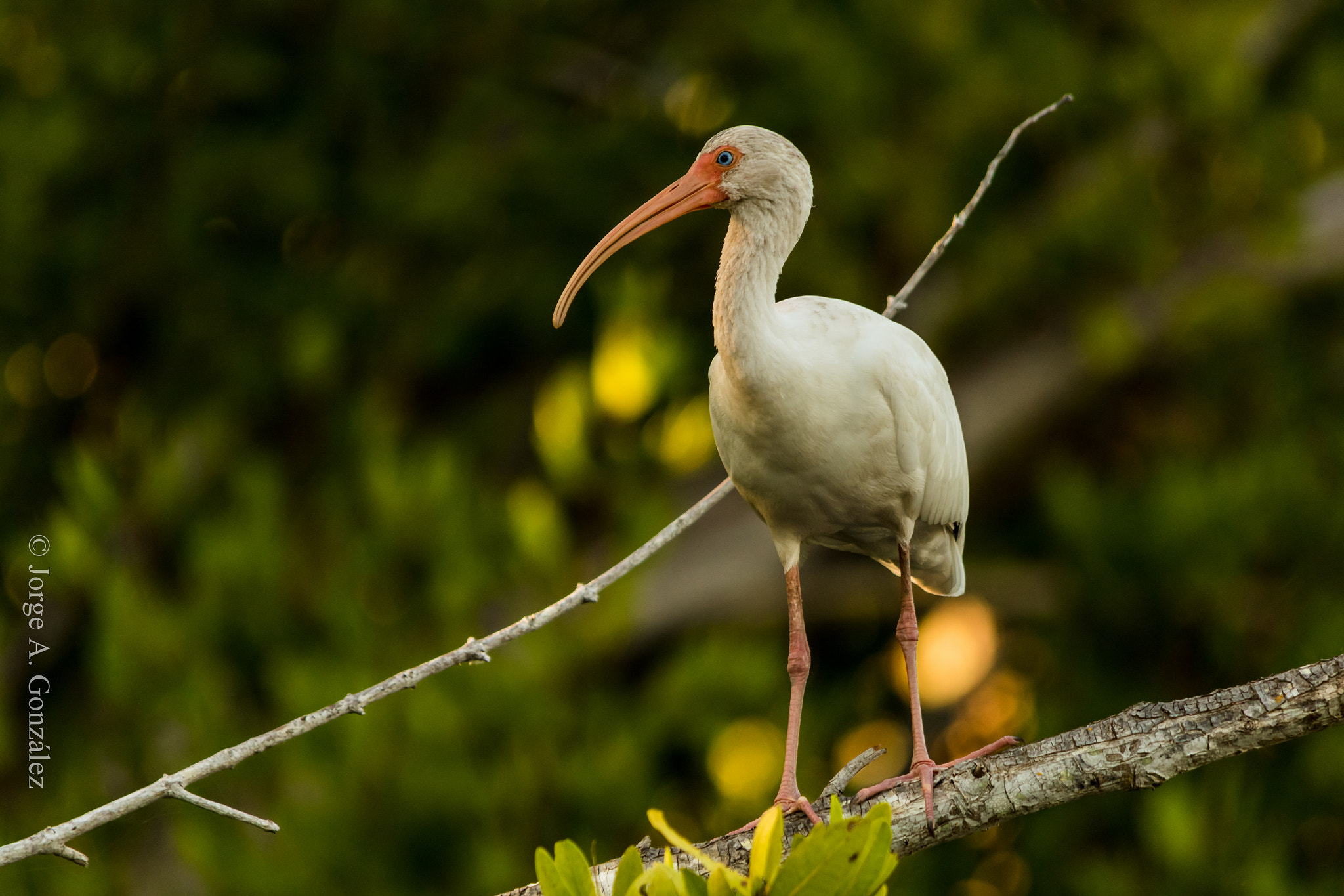 Canon EOS 7D Mark II + Sigma 150-500mm F5-6.3 DG OS HSM sample photo. White ibis photography