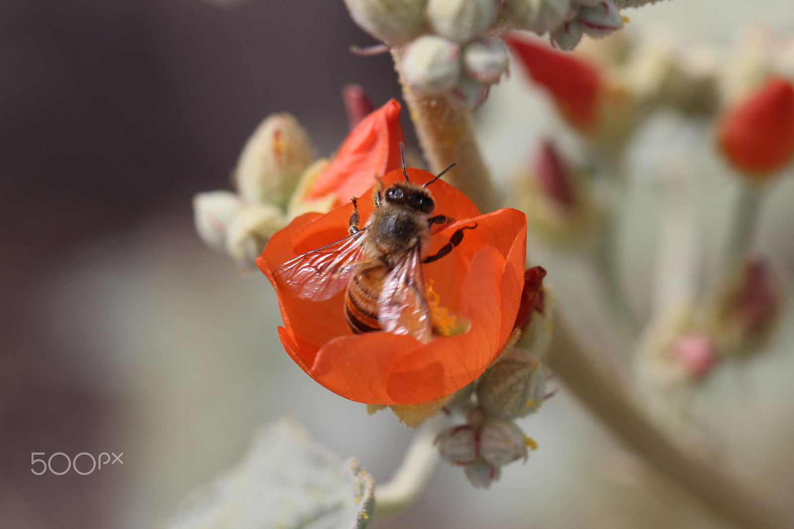 Canon EF 100mm F2.8L Macro IS USM sample photo. Bee photography