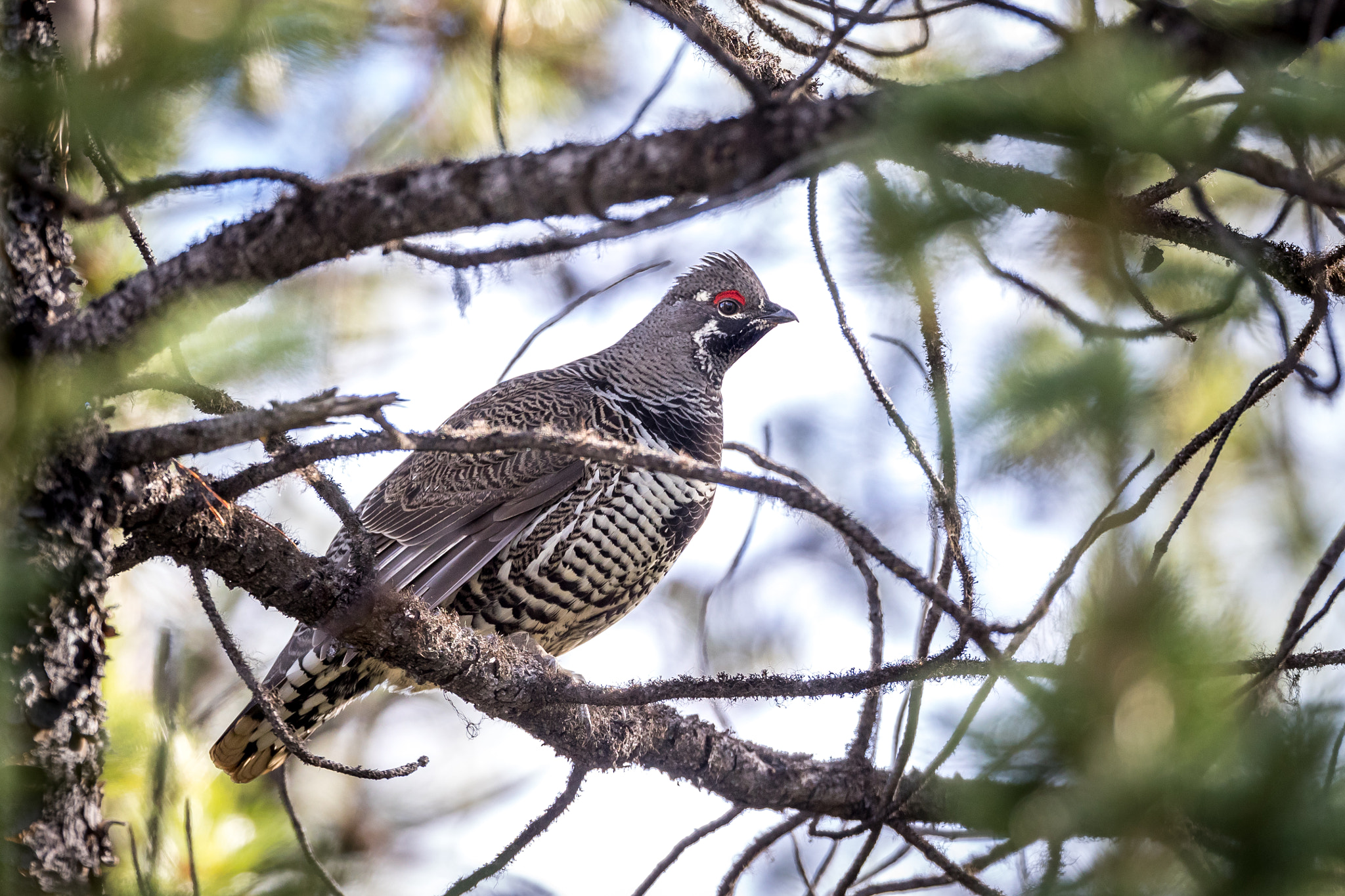 Canon EF 800mm F5.6L IS USM sample photo. Spruce grouse photography