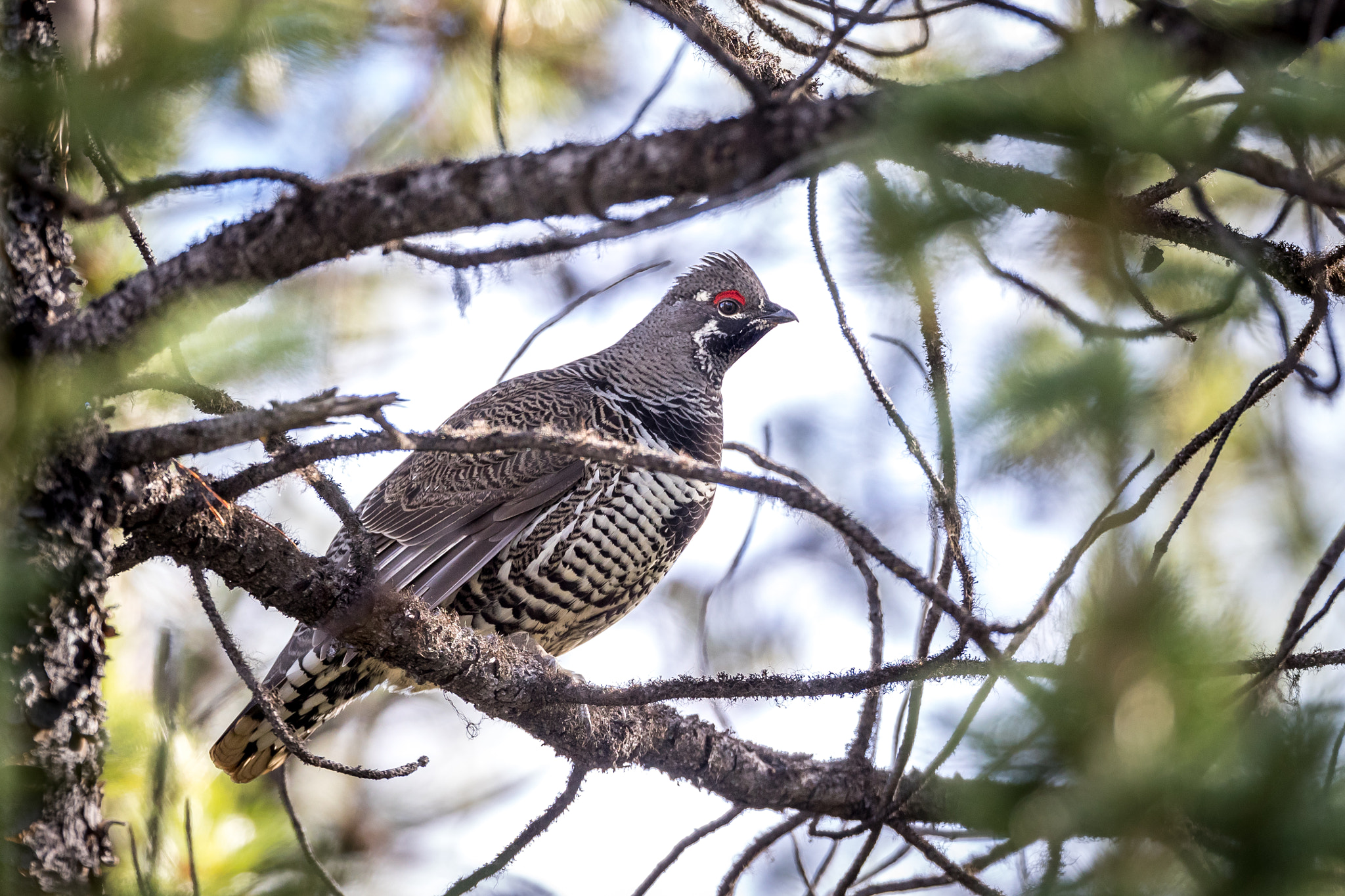 Canon EOS-1D X Mark II sample photo. Spruce grouse photography