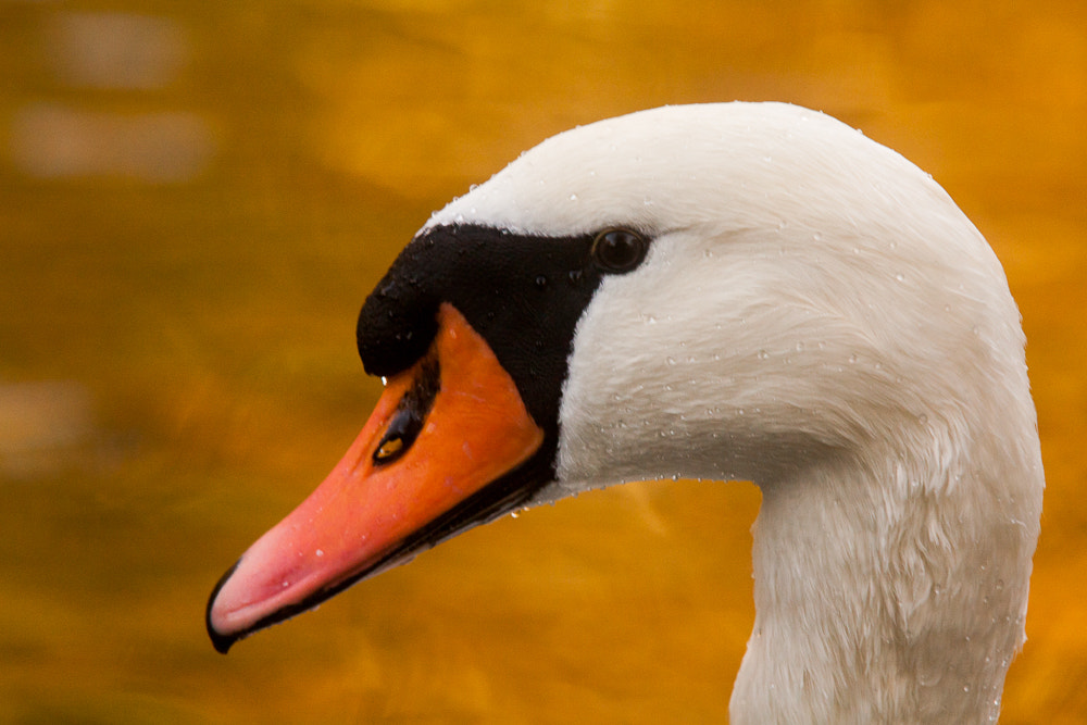 Sigma 100-300mm f/4 sample photo. Autumn swan photography