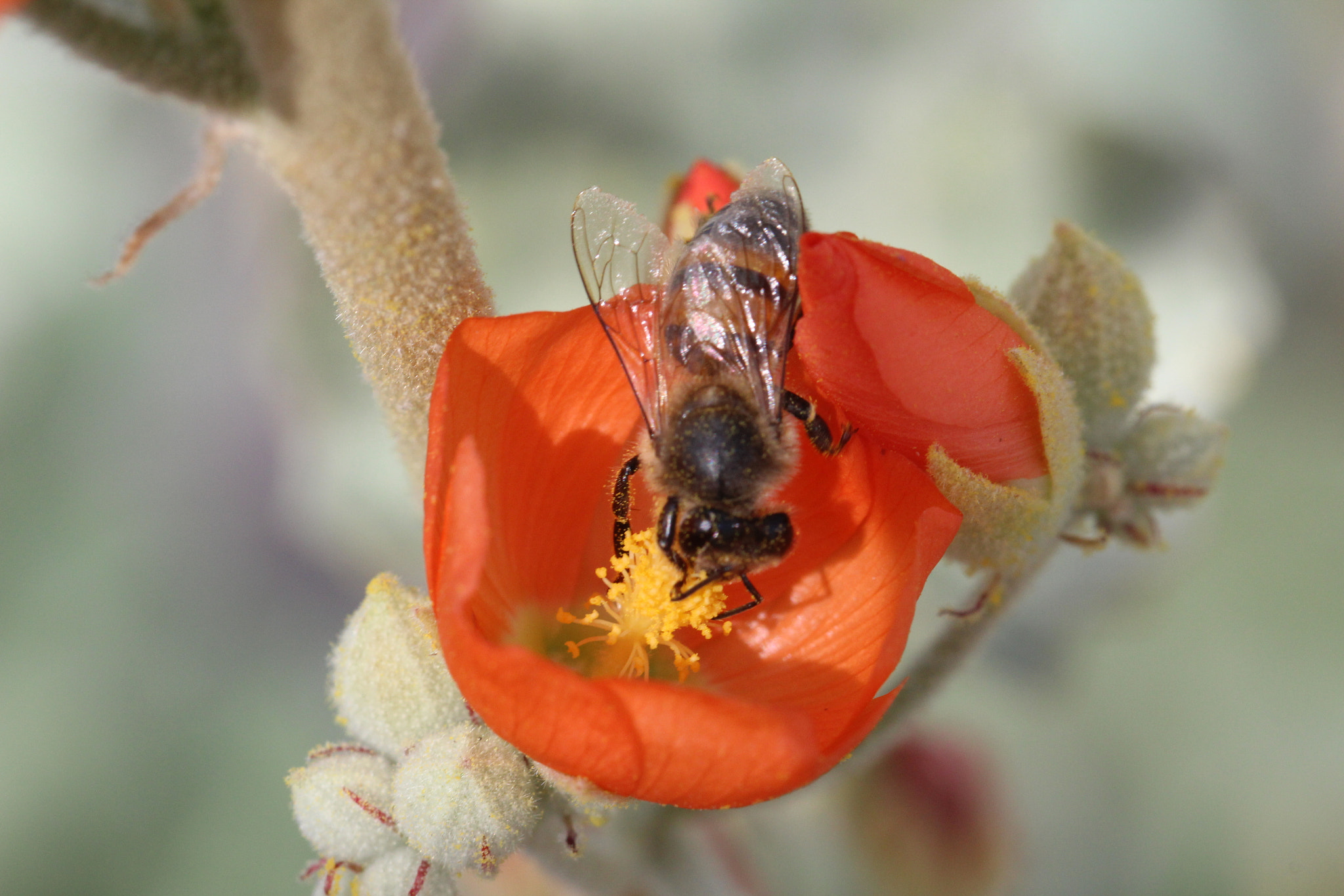 Canon EF 100mm F2.8L Macro IS USM sample photo. Bee at work photography