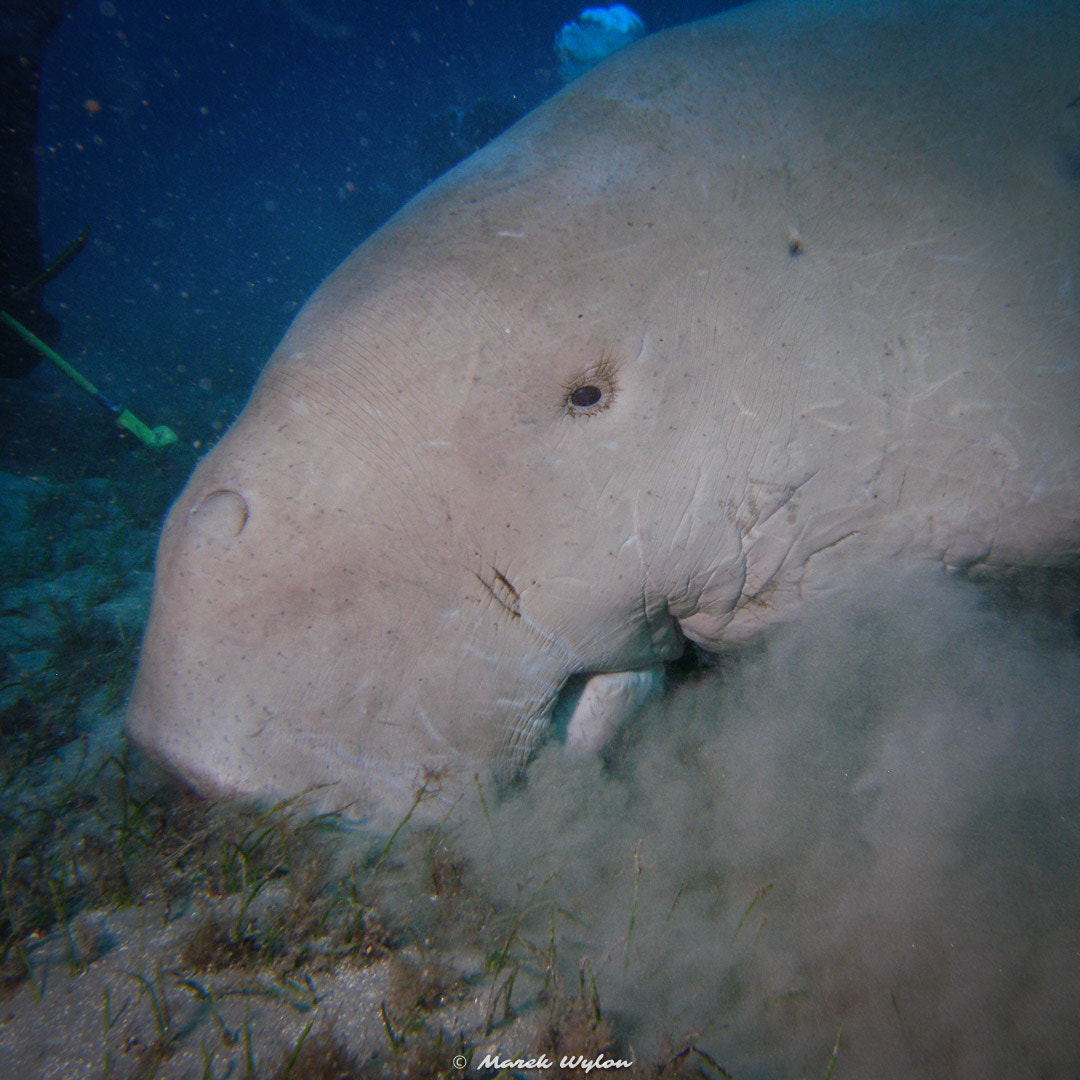 Olympus C7070WZ sample photo. Dugong | red sea | 2008.03.12 photography