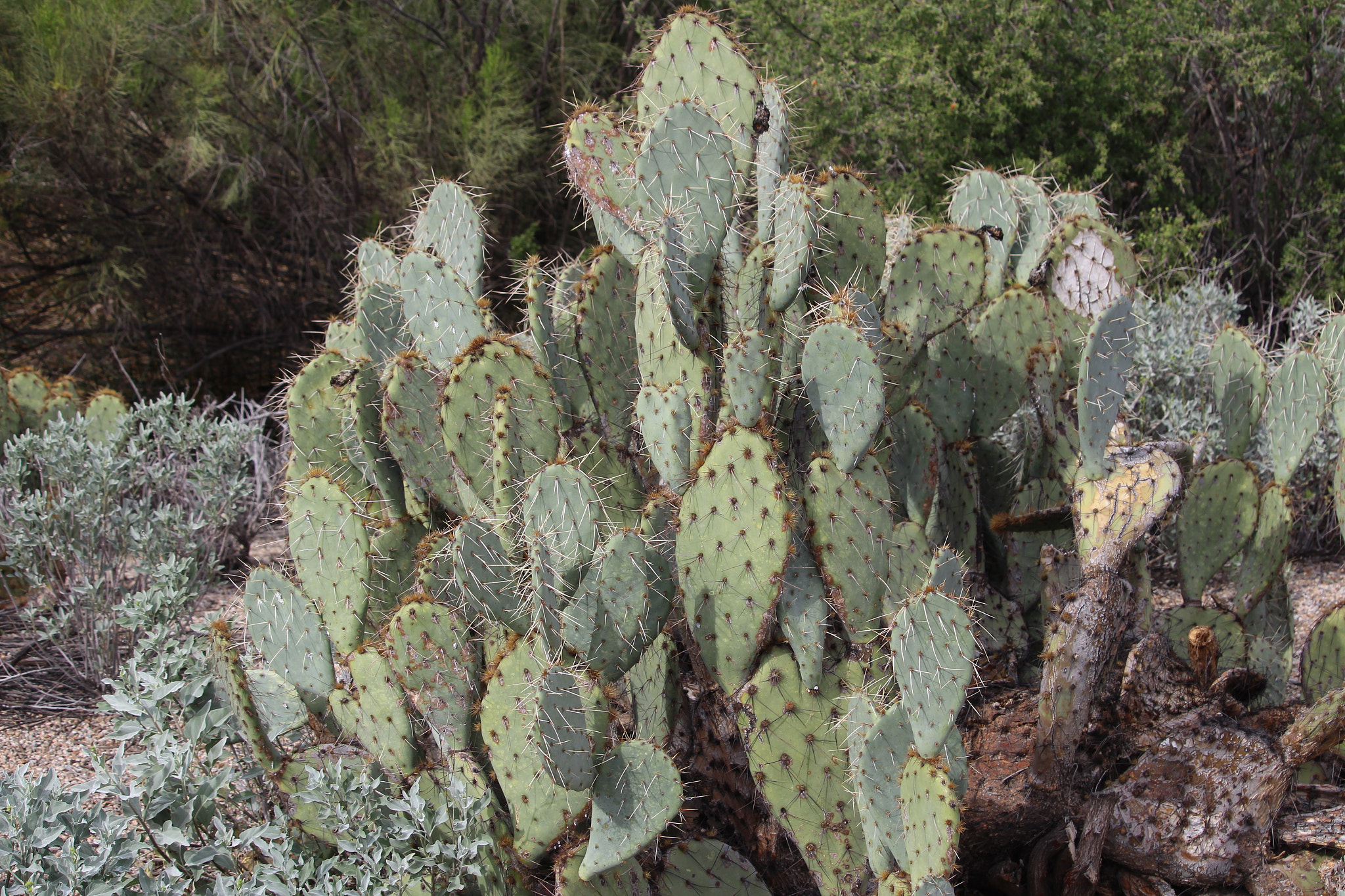 Canon EF-S 55-250mm F4-5.6 IS STM sample photo. Cactus photography