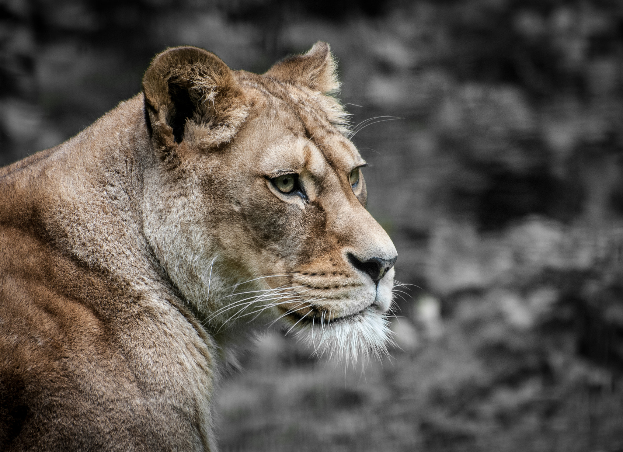 Nikon D80 sample photo. Lioness photography