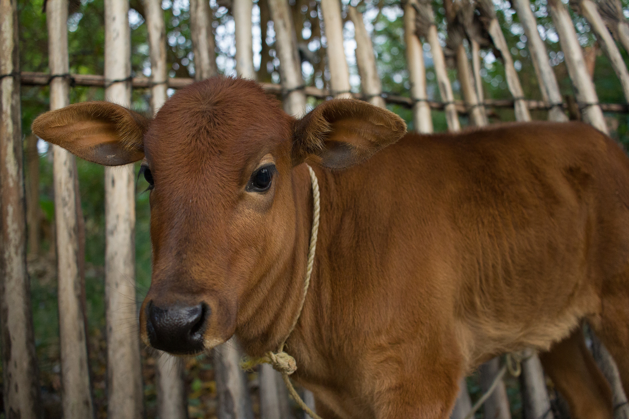 Canon EF-S 24mm F2.8 STM sample photo. Young cattle photography