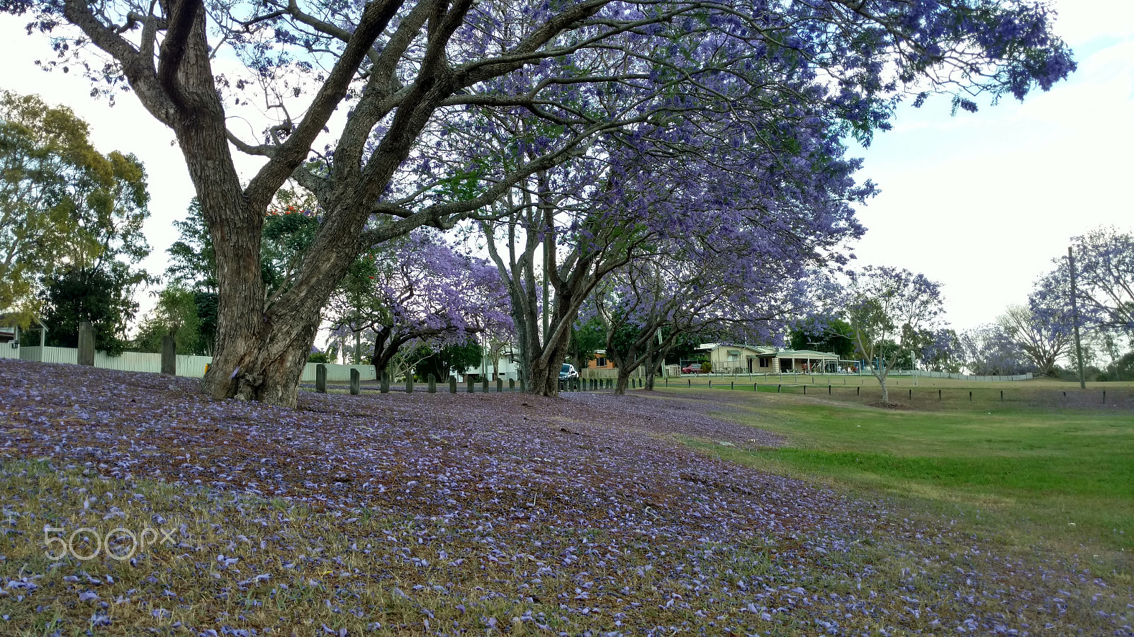 Motorola Moto X Style sample photo. Goodna jacaranda 1 photography