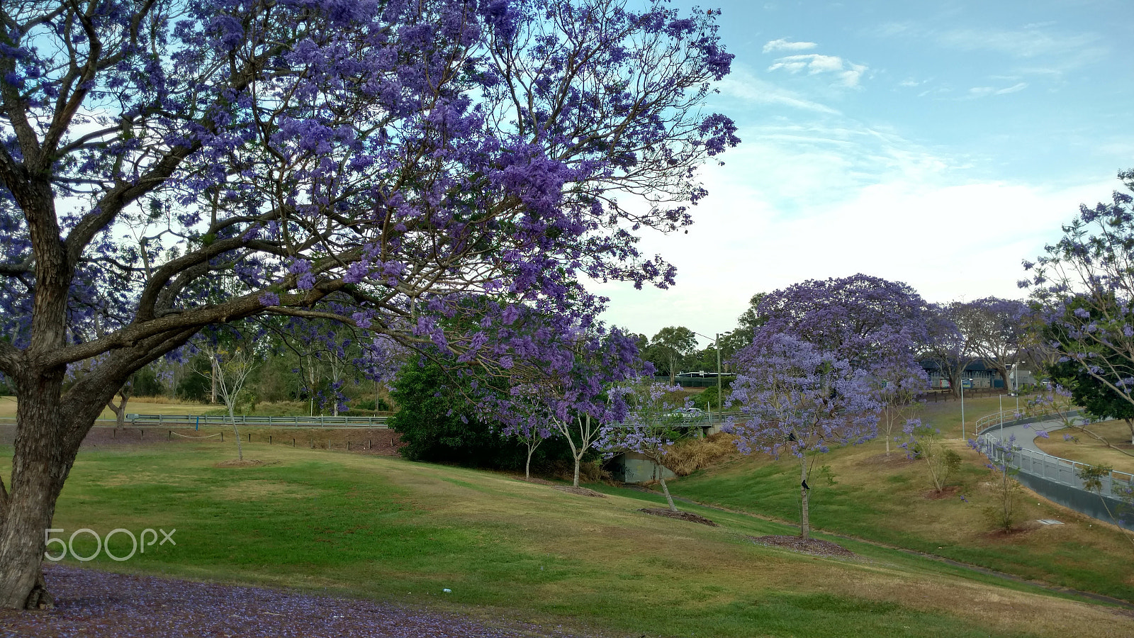 Motorola Moto X Style sample photo. Goodna jacaranda 2 photography