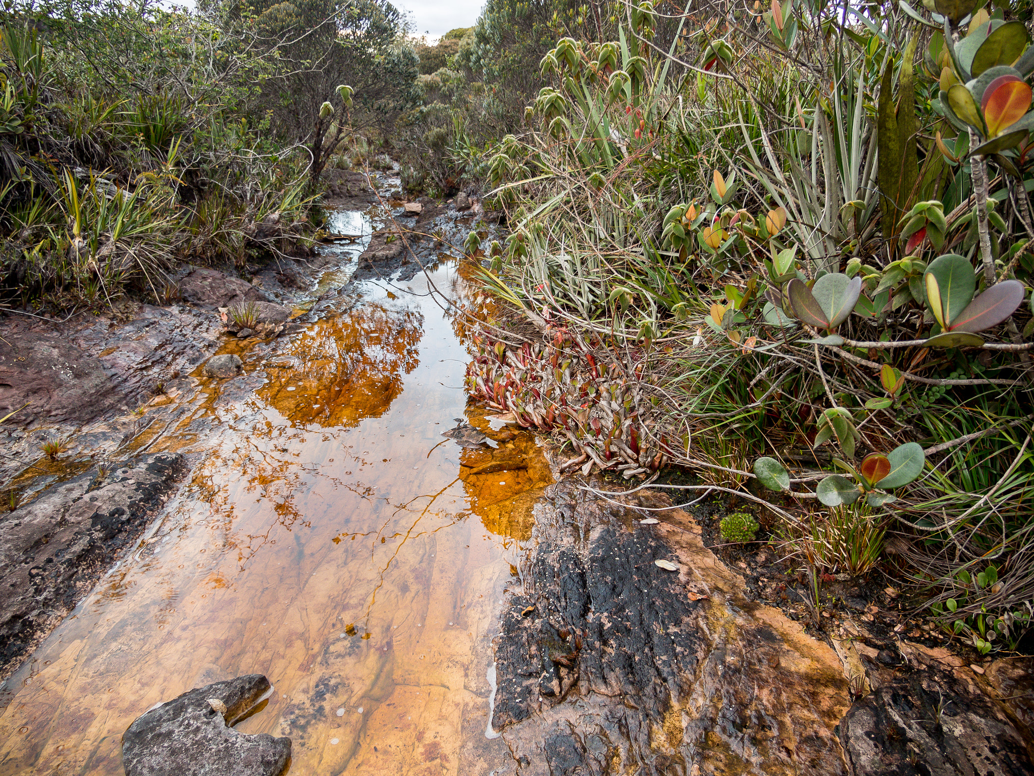 Olympus OM-D E-M1 + Panasonic Lumix G X Vario 12-35mm F2.8 ASPH Power OIS sample photo. Tepui river photography