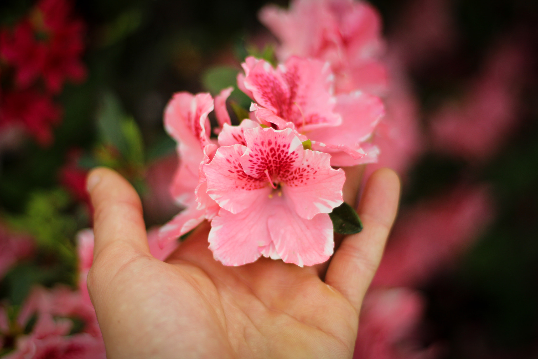 Canon EOS 1200D (EOS Rebel T5 / EOS Kiss X70 / EOS Hi) + Canon EF 50mm F1.8 II sample photo. Pink matter photography