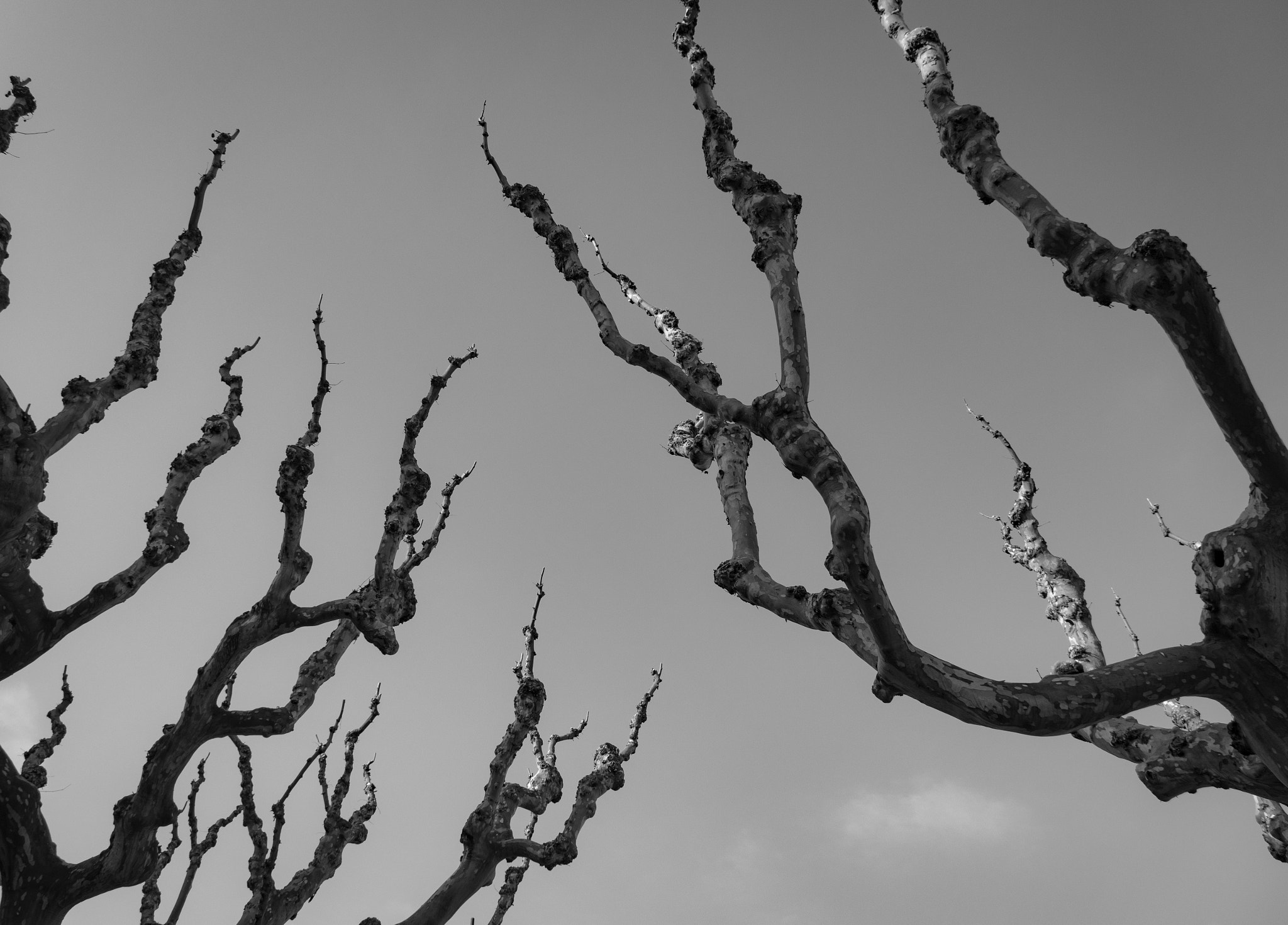 Sony Cyber-shot DSC-RX10 + 24-200mm F2.8 sample photo. Branches photography