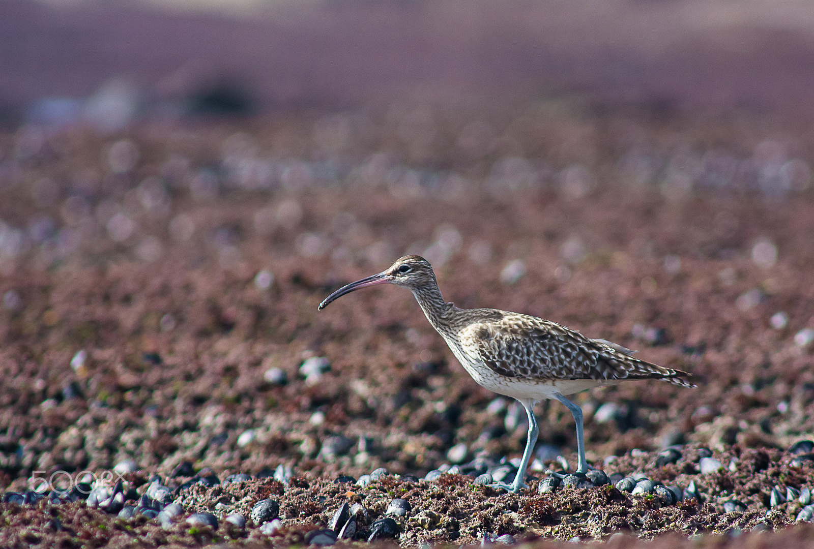 Nikon D7100 + AF Nikkor 300mm f/4 IF-ED sample photo. Whimbrel photography