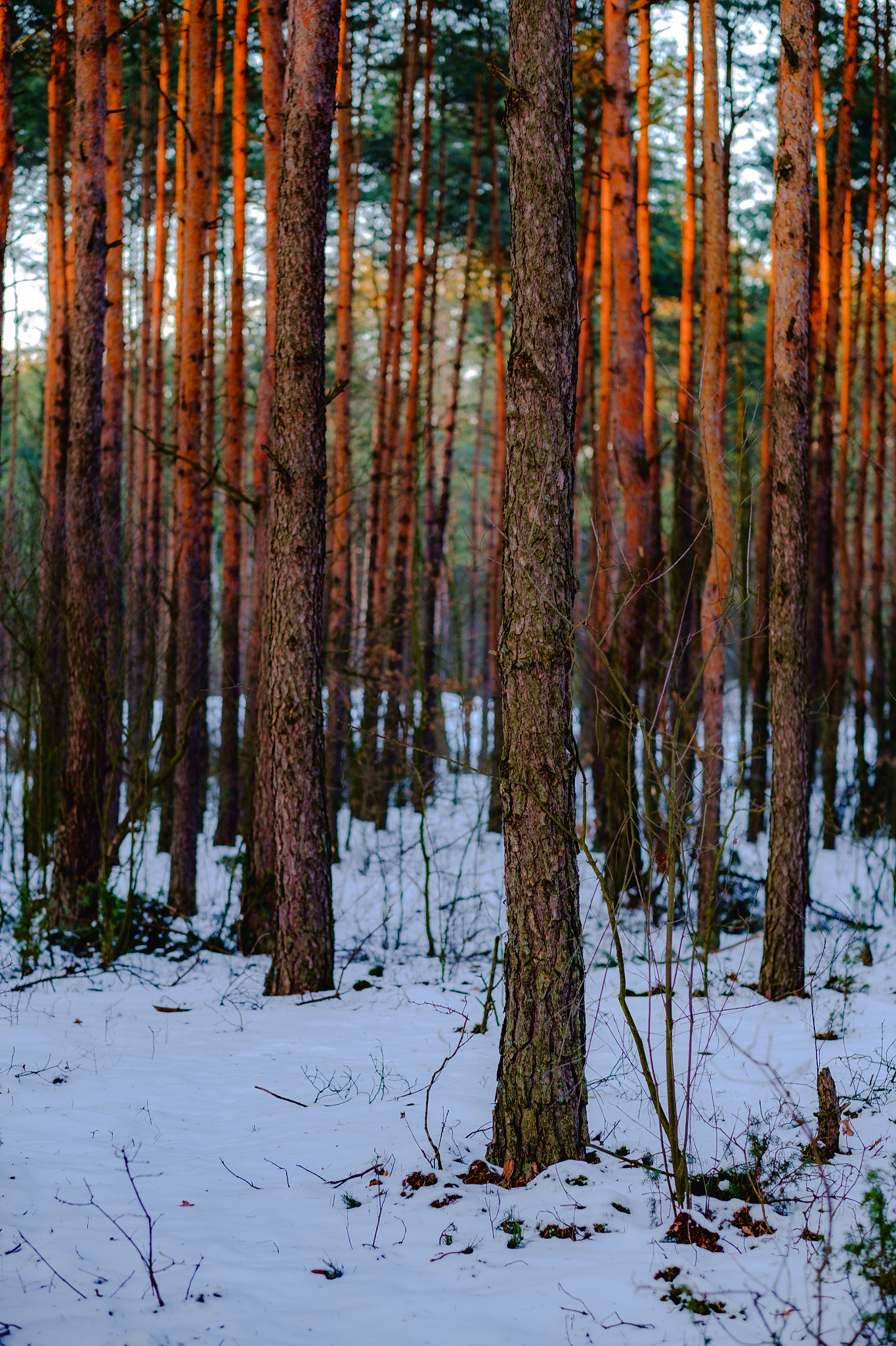 Fujifilm X-Pro1 + Fujifilm XF 56mm F1.2 R sample photo. The forest tales - pine tree grove. photography