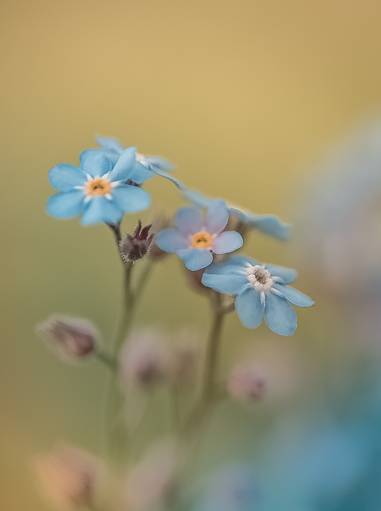 Nikon D810 sample photo. Blue photography