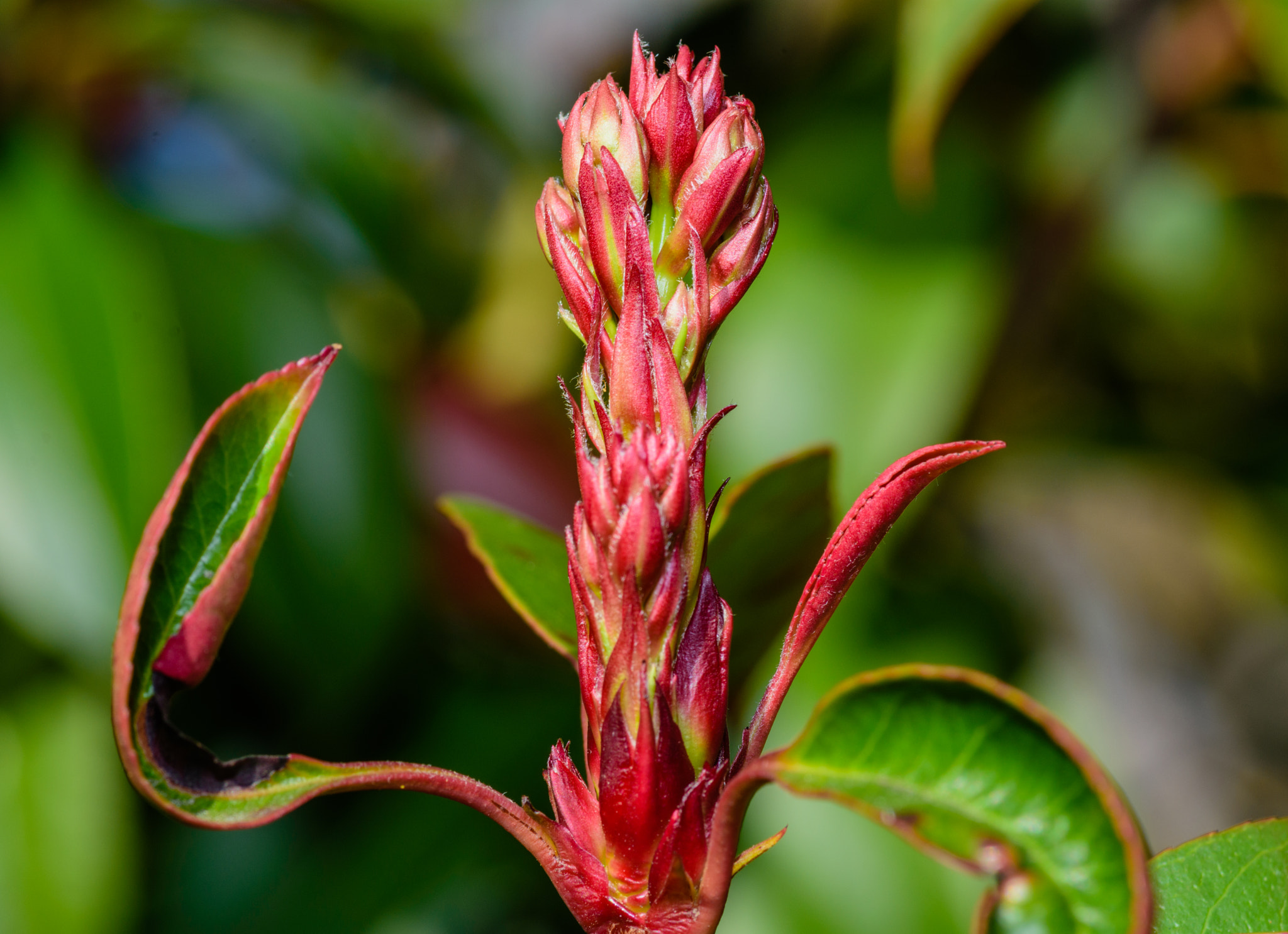 Nikon D7200 + Tokina AT-X Pro 100mm F2.8 Macro sample photo. Spring photinia photography