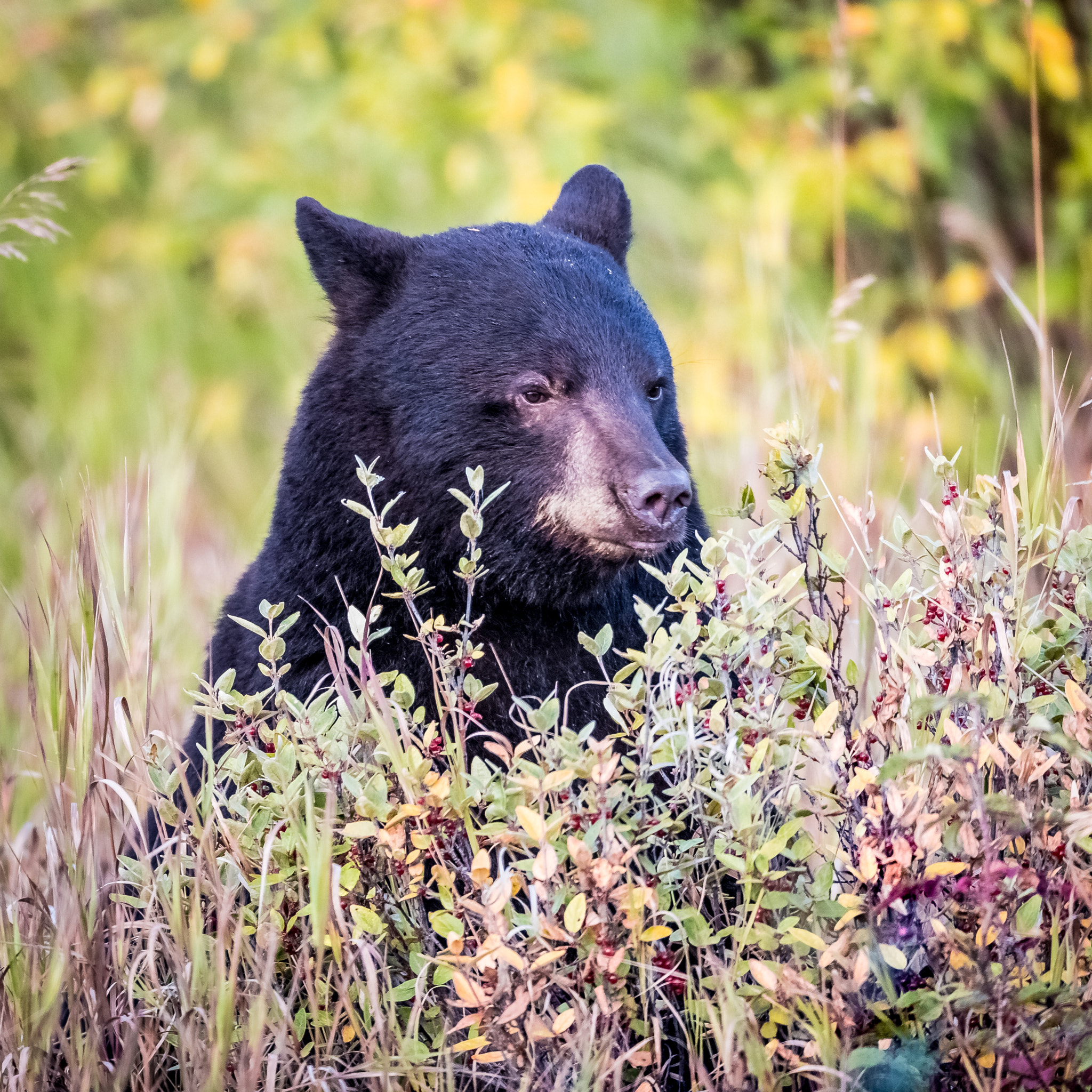 Canon EF 800mm F5.6L IS USM sample photo. Yukon black bear photography