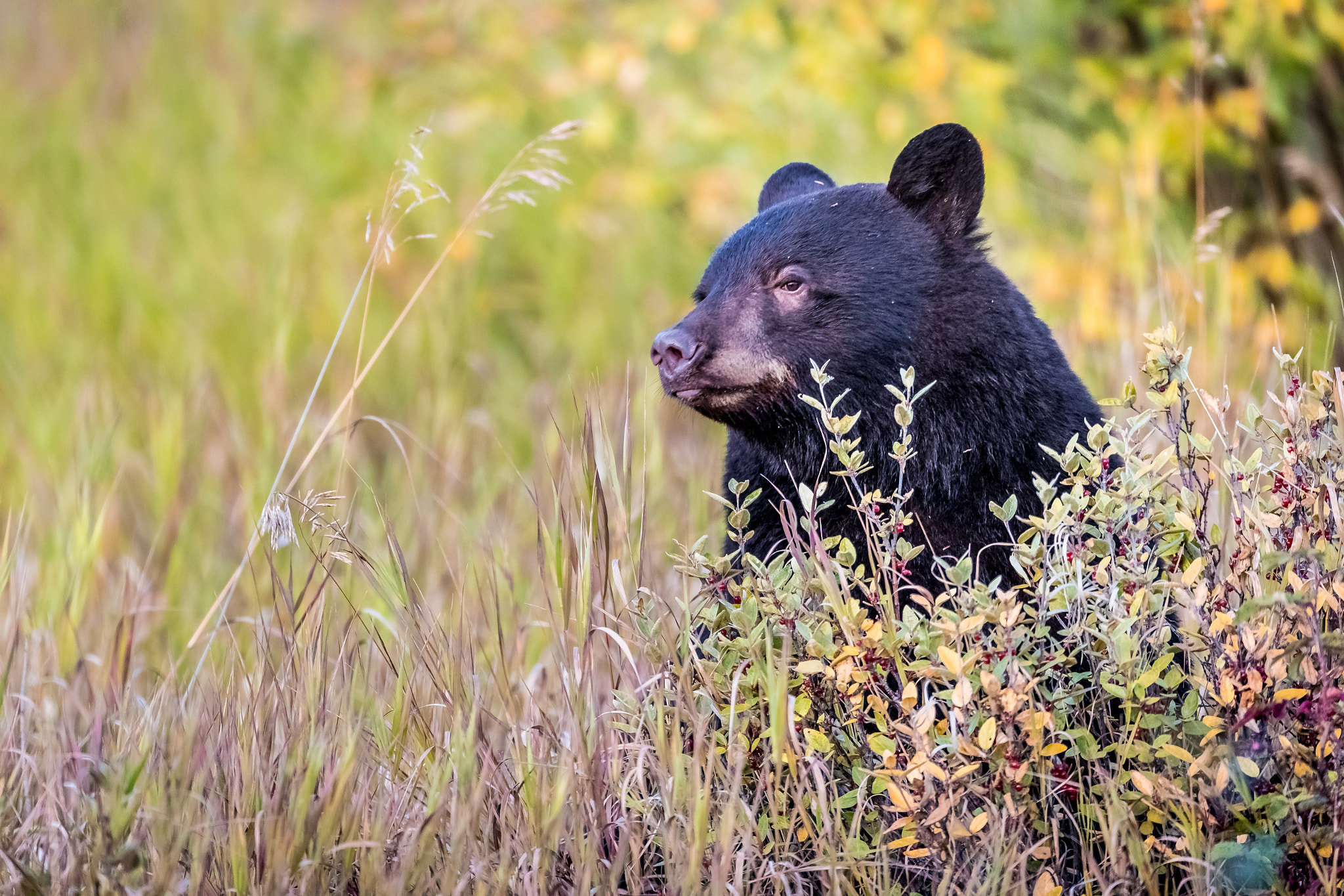 Canon EOS-1D X Mark II + Canon EF 800mm F5.6L IS USM sample photo. Yukon black bear photography