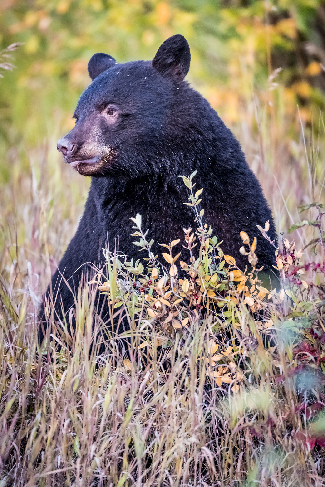 Canon EOS-1D X Mark II + Canon EF 800mm F5.6L IS USM sample photo. Yukon black bear photography