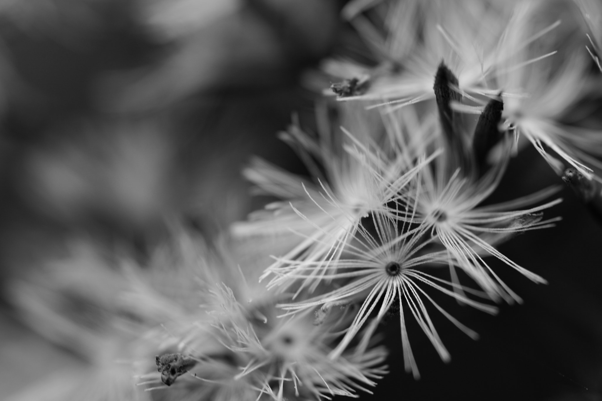 Sony a6000 + Sony FE 90mm F2.8 Macro G OSS sample photo. Beautiful simplicity photography