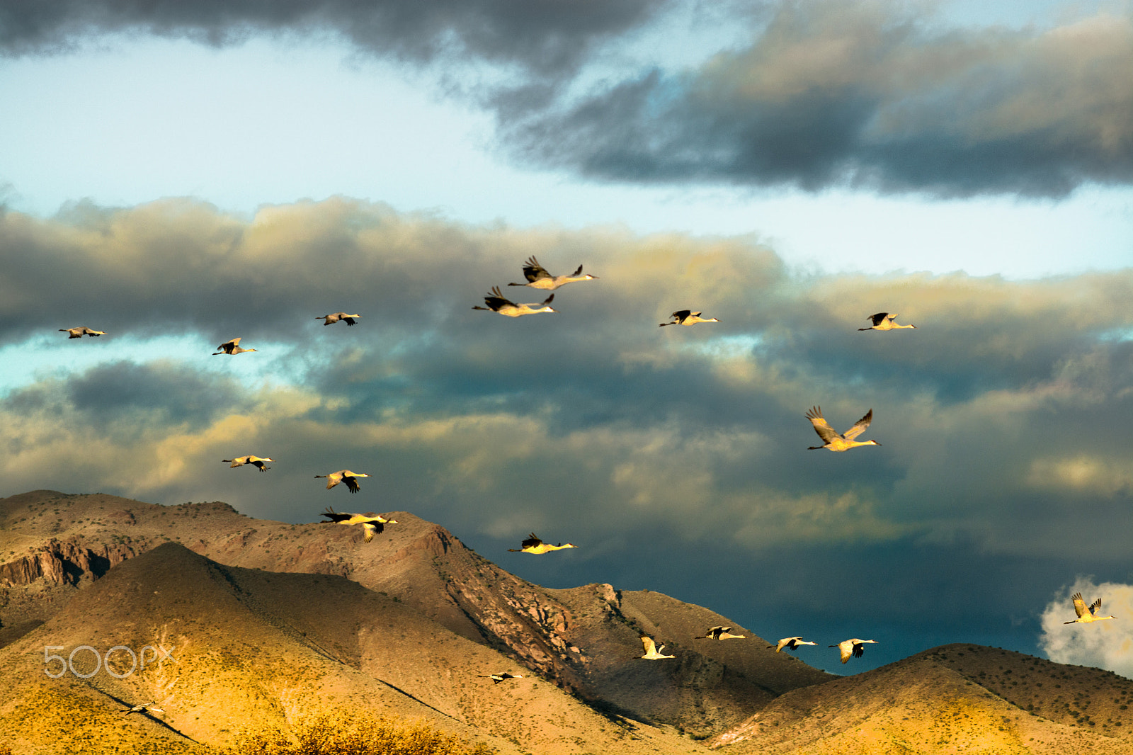 Nikon AF-S Nikkor 70-200mm F4G ED VR sample photo. Sunlit cranes photography