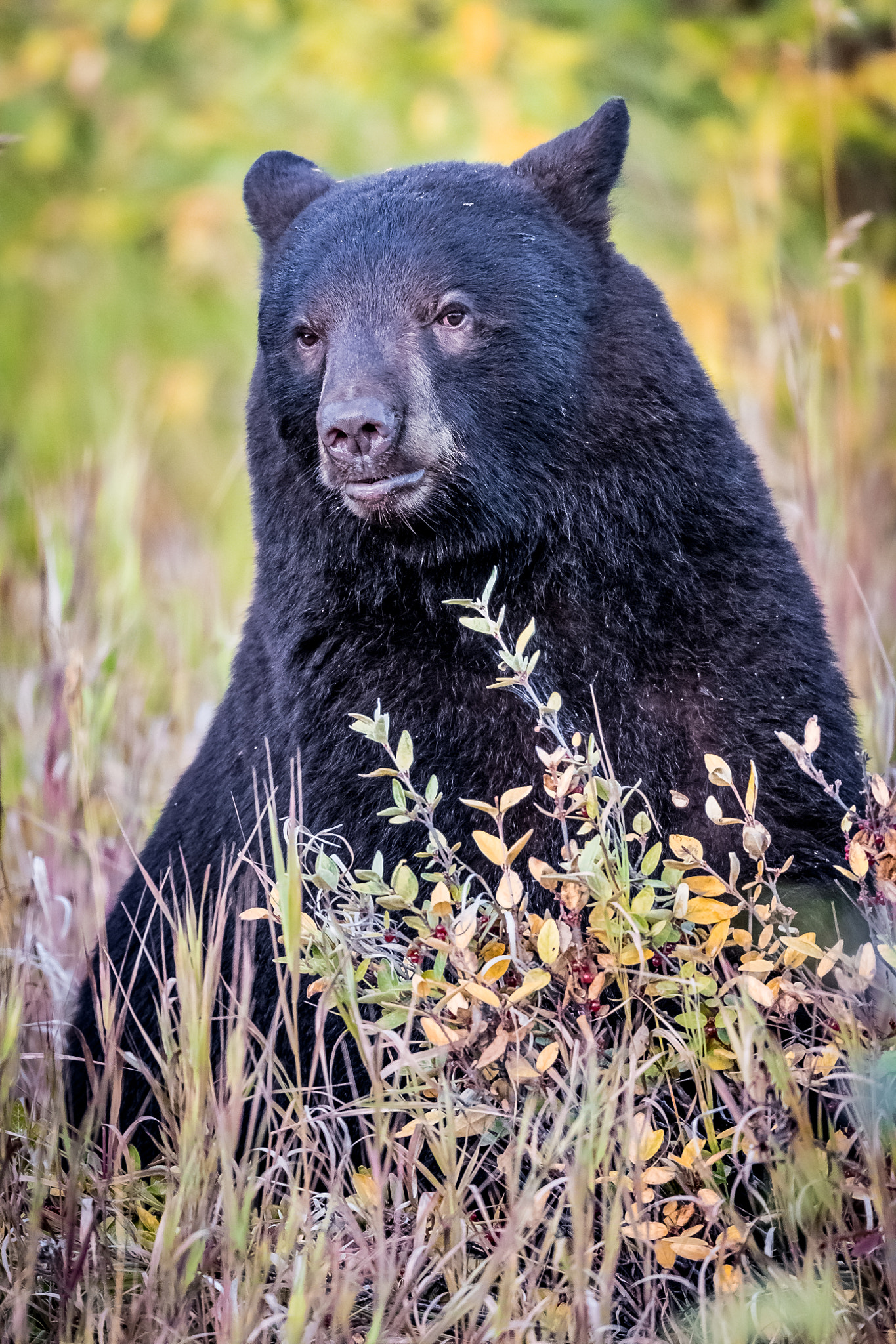 Canon EOS-1D X Mark II + Canon EF 800mm F5.6L IS USM sample photo. Yukon black bear photography