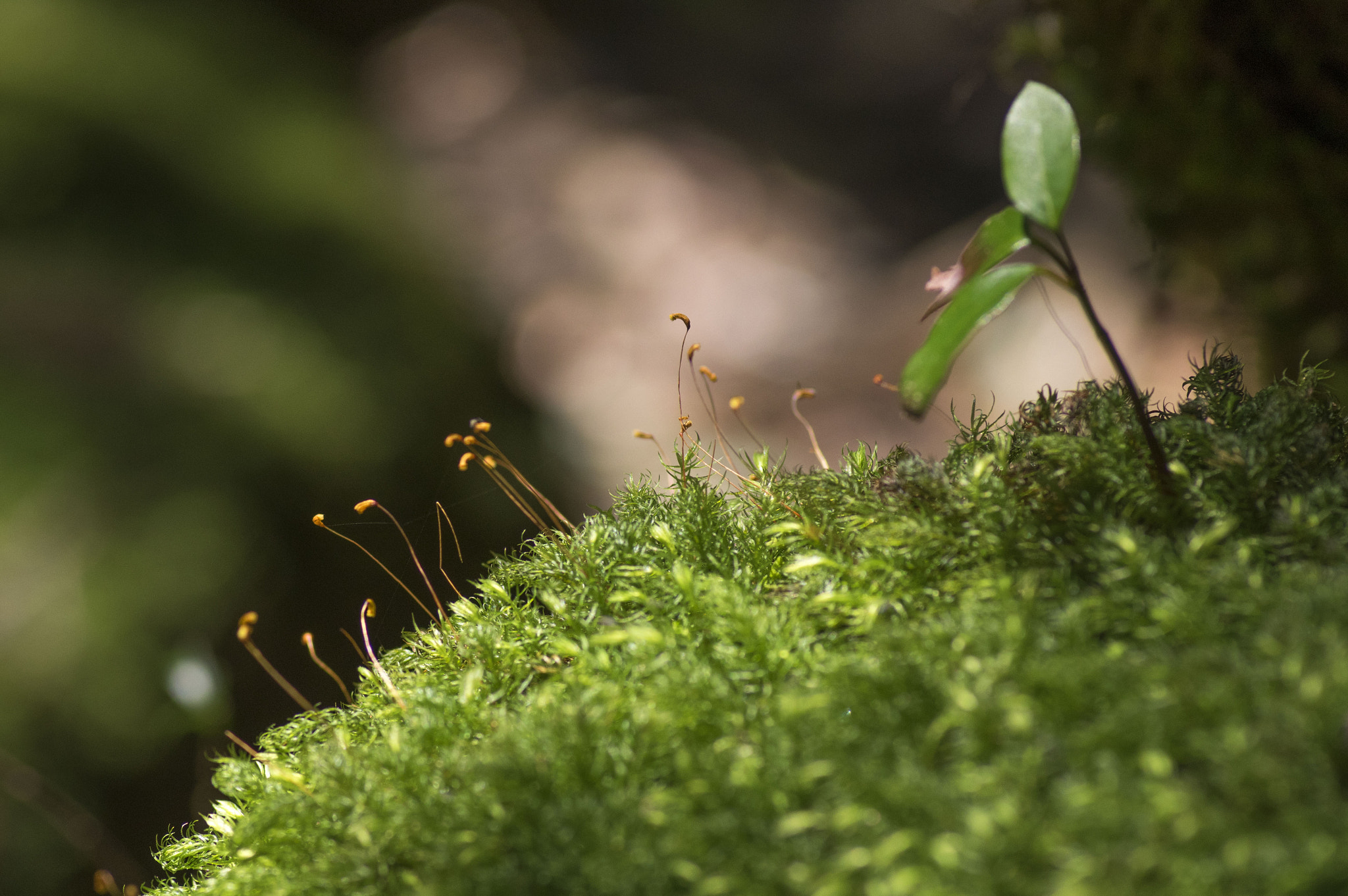 Pentax smc D-FA 100mm F2.8 Macro WR sample photo. Green forest photography