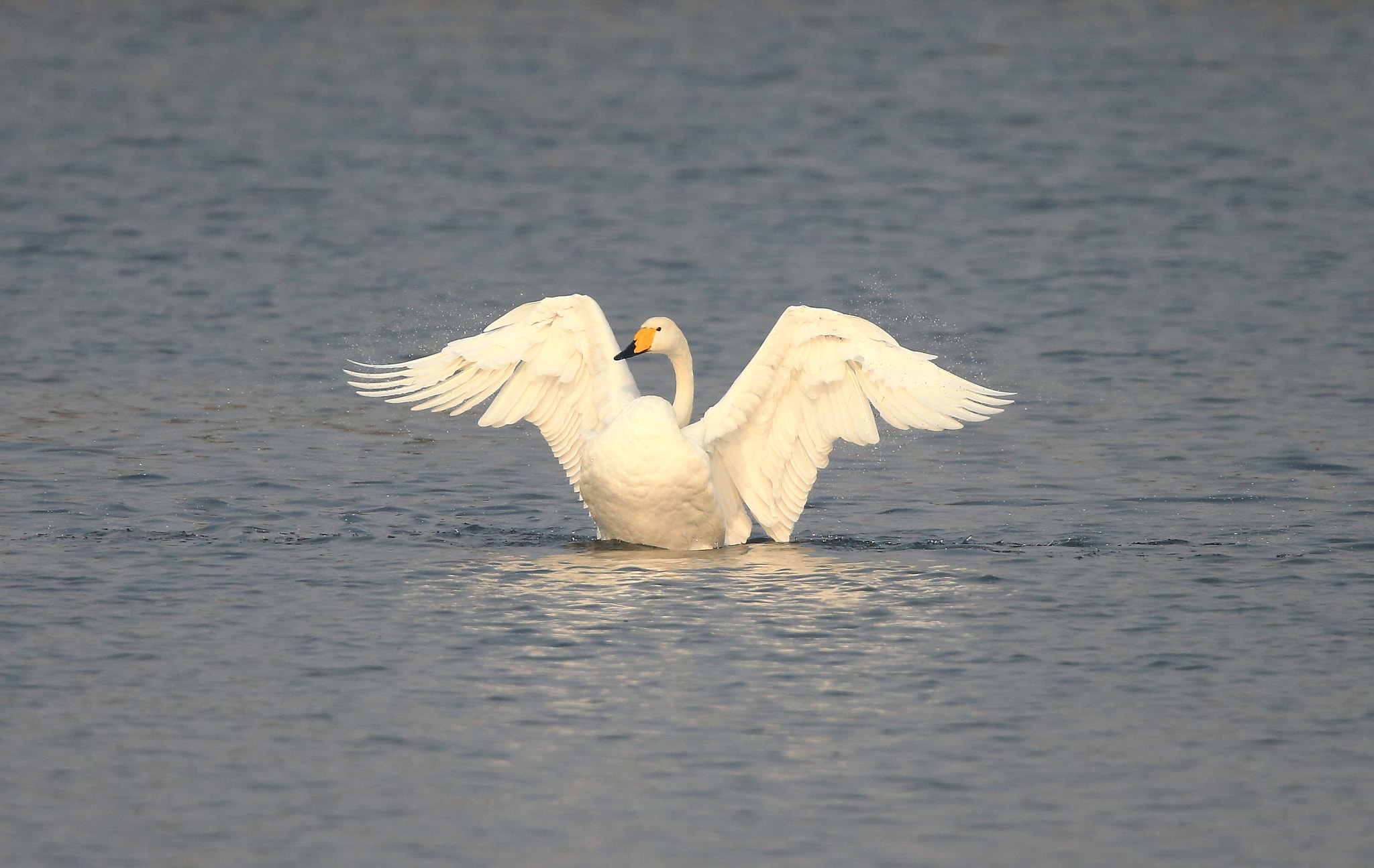 Canon EOS-1D X + Canon EF 600mm F4L IS II USM sample photo. 1125 photography