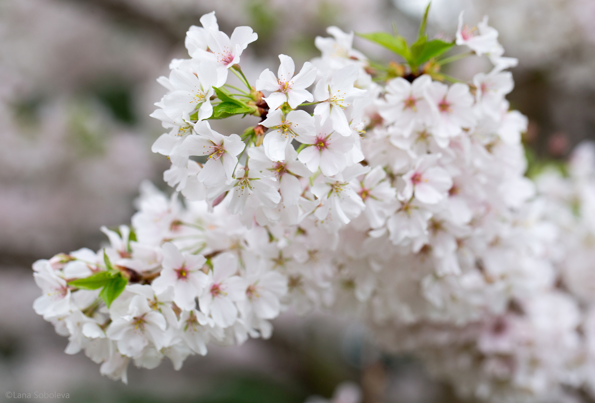 Canon EF 100mm F2.8L Macro IS USM sample photo. *** photography