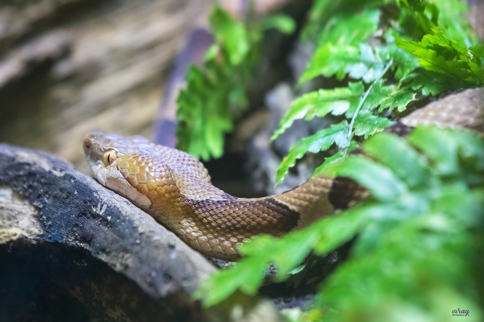 Canon EF 100-400mm F4.5-5.6L IS USM sample photo. Copperhead photography