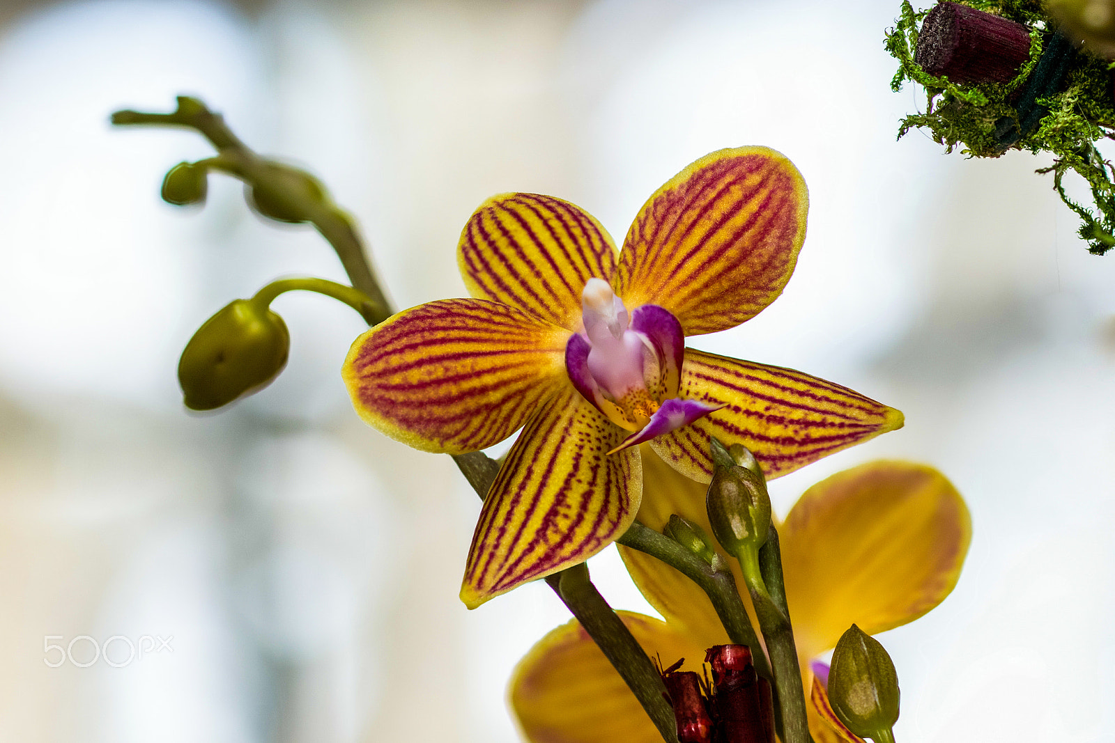 Tamron SP AF 90mm f/2.5 Macro (152E) sample photo. Yellow striped orchid photography