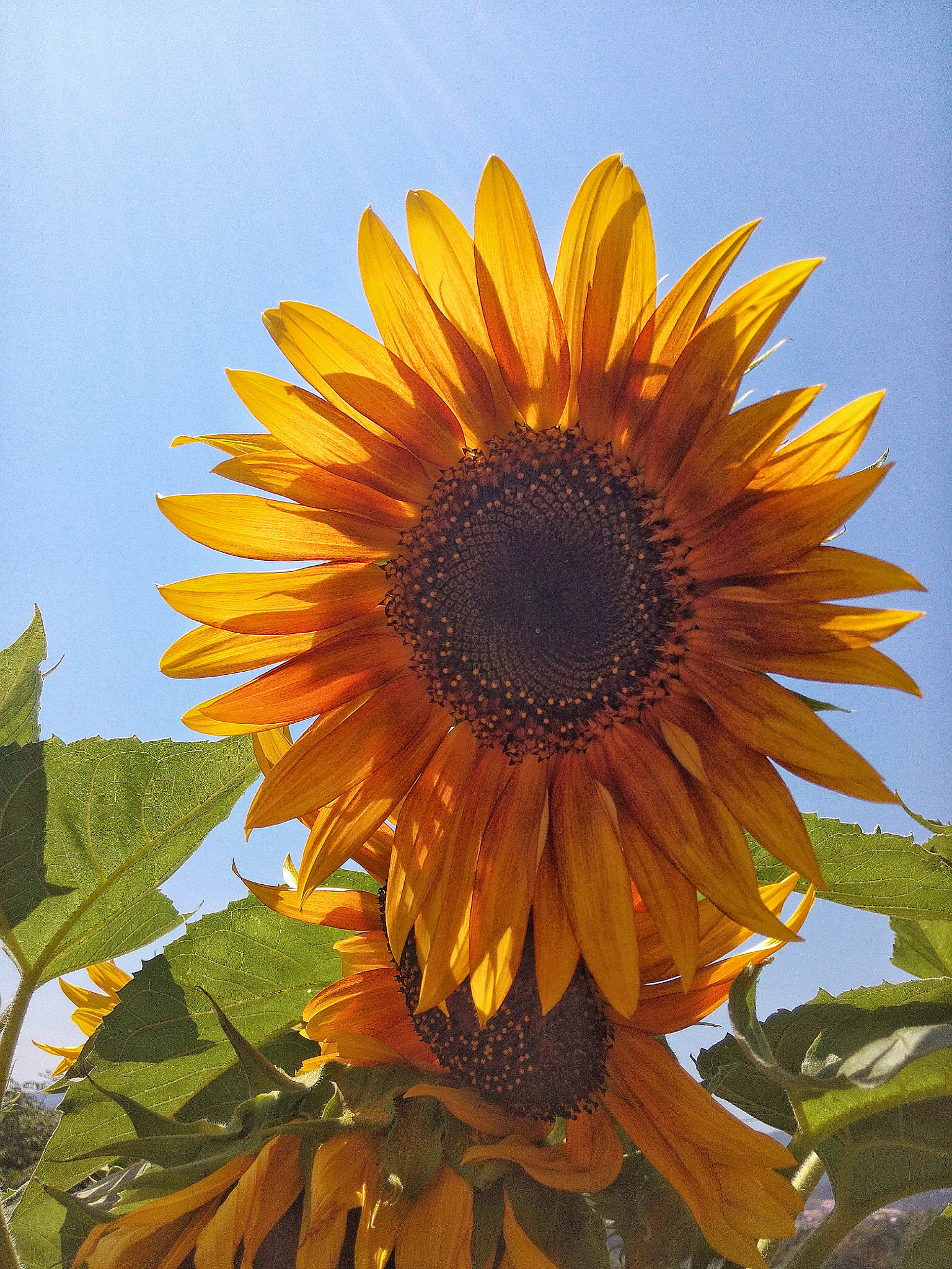 WIKO GETAWAY sample photo. Girassol photography