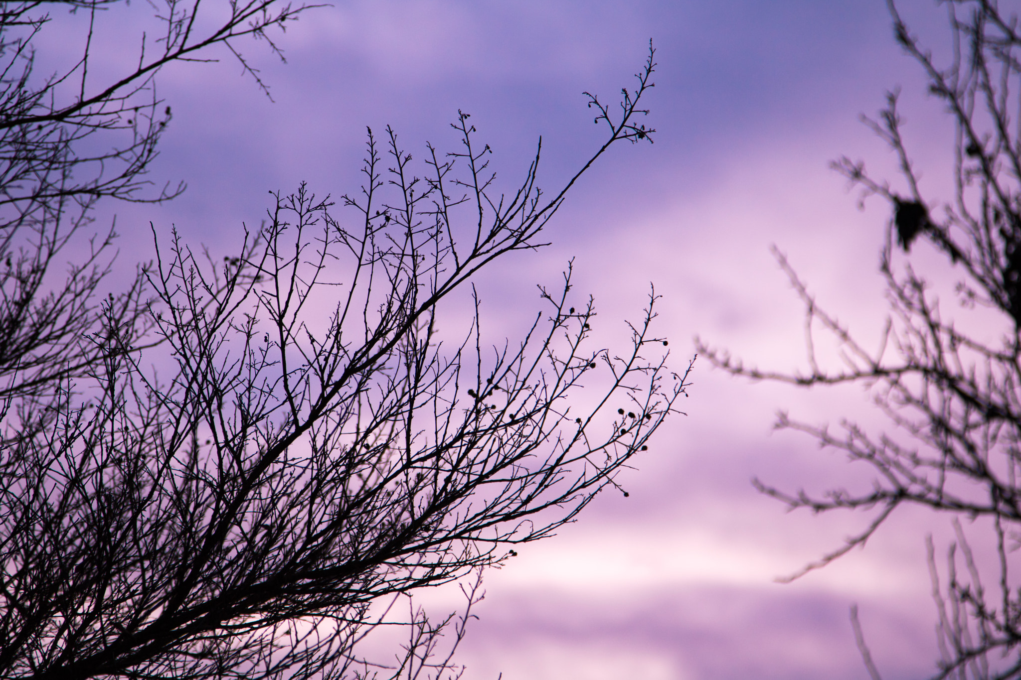Canon EOS 750D (EOS Rebel T6i / EOS Kiss X8i) sample photo. Purple sunset. photography
