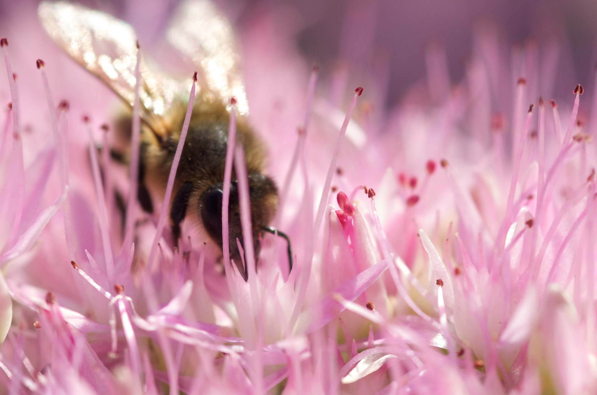 Pentax K-5 II + smc PENTAX-FA Macro 100mm F2.8 sample photo. Pollenate (2013) photography