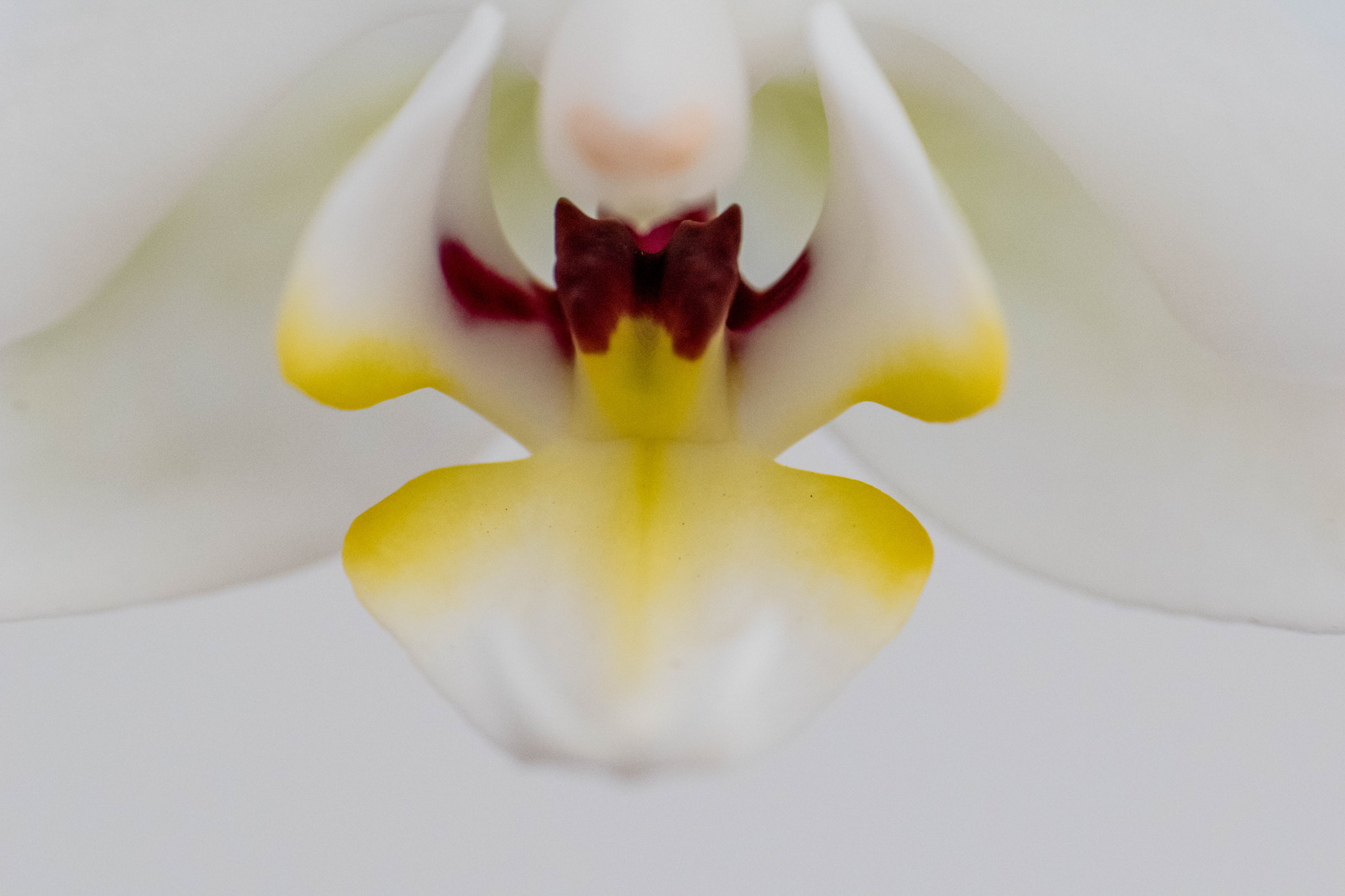 Nikon D5500 + Nikon AF-S Micro-Nikkor 105mm F2.8G IF-ED VR sample photo. Orchid with a full body! photography