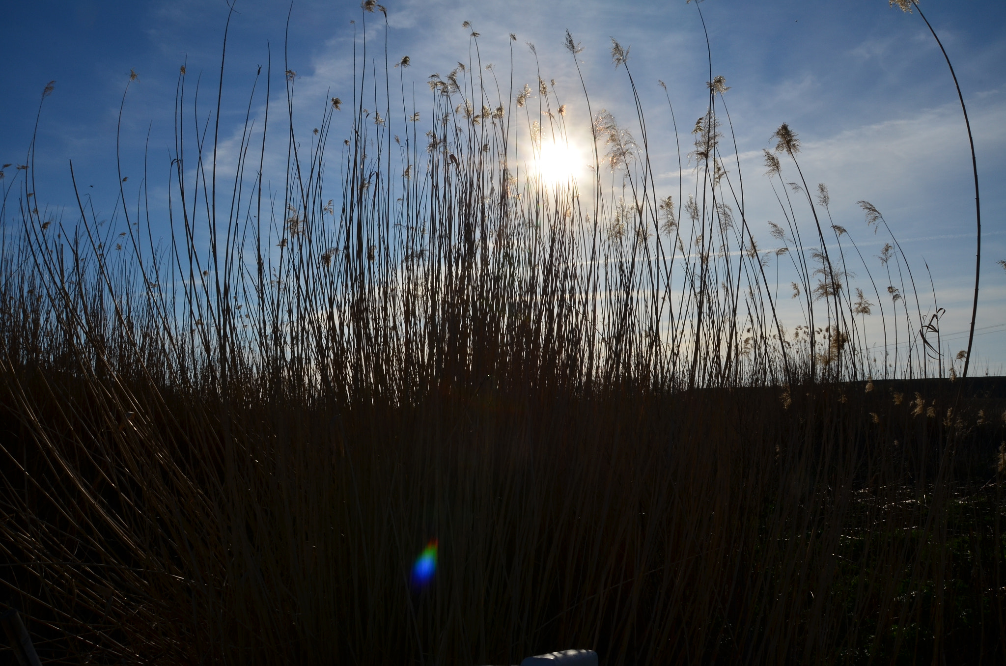 Sigma 18-200mm F3.5-6.3 II DC OS HSM sample photo. Juncosol photography