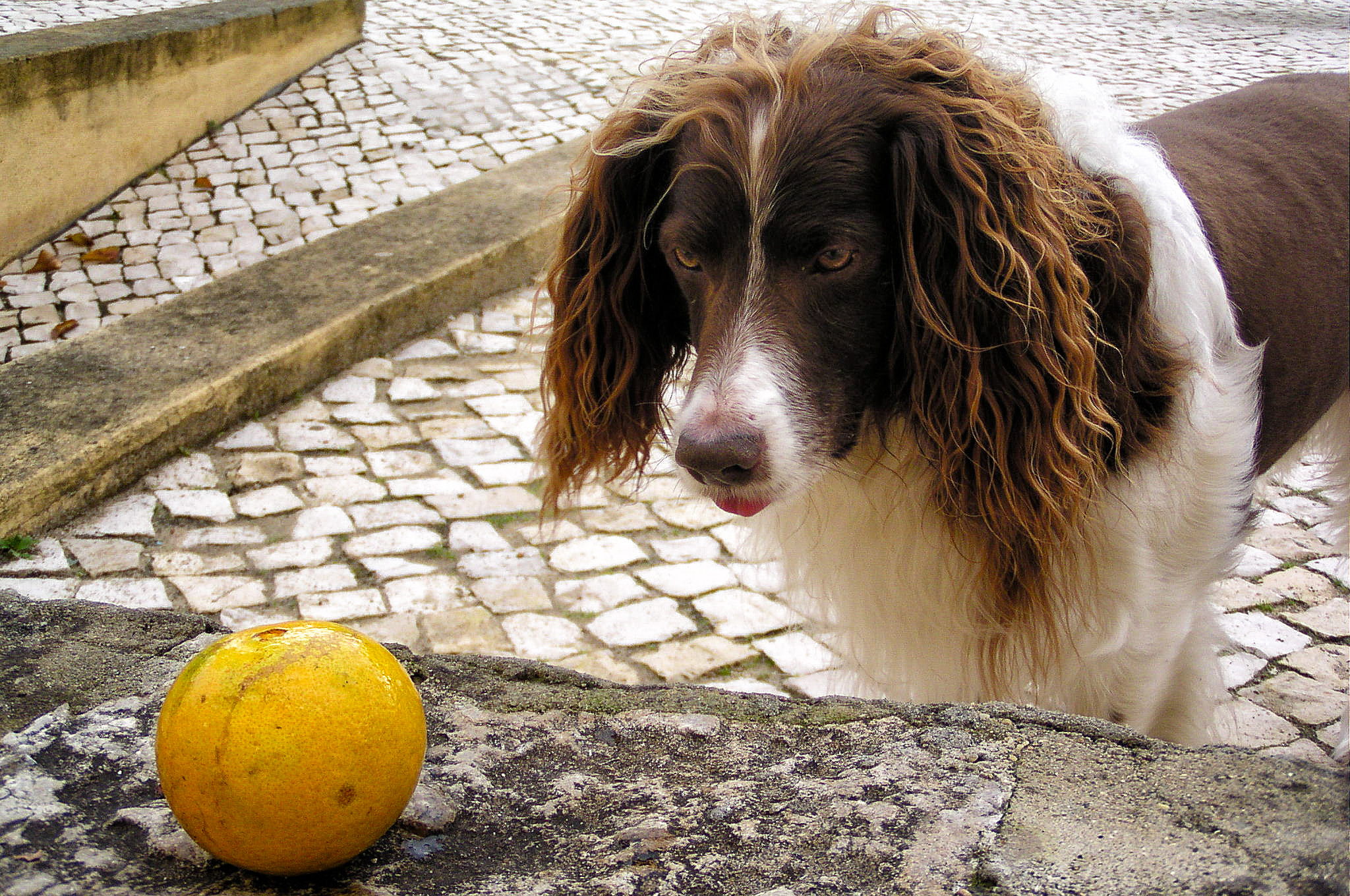 Olympus C730UZ sample photo. 'watch dog' photography