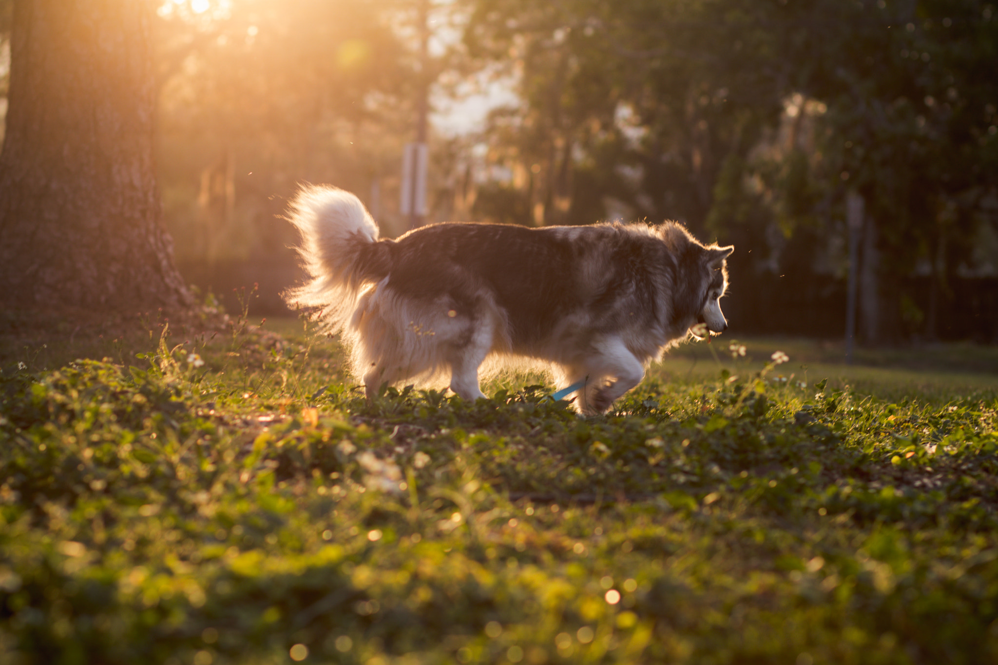 Canon EOS 80D + Canon EF 85mm F1.8 USM sample photo. When your dog is your fav model photography