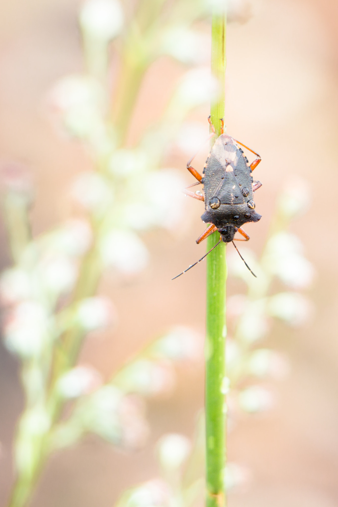 Canon EOS 700D (EOS Rebel T5i / EOS Kiss X7i) sample photo. Shield bug photography